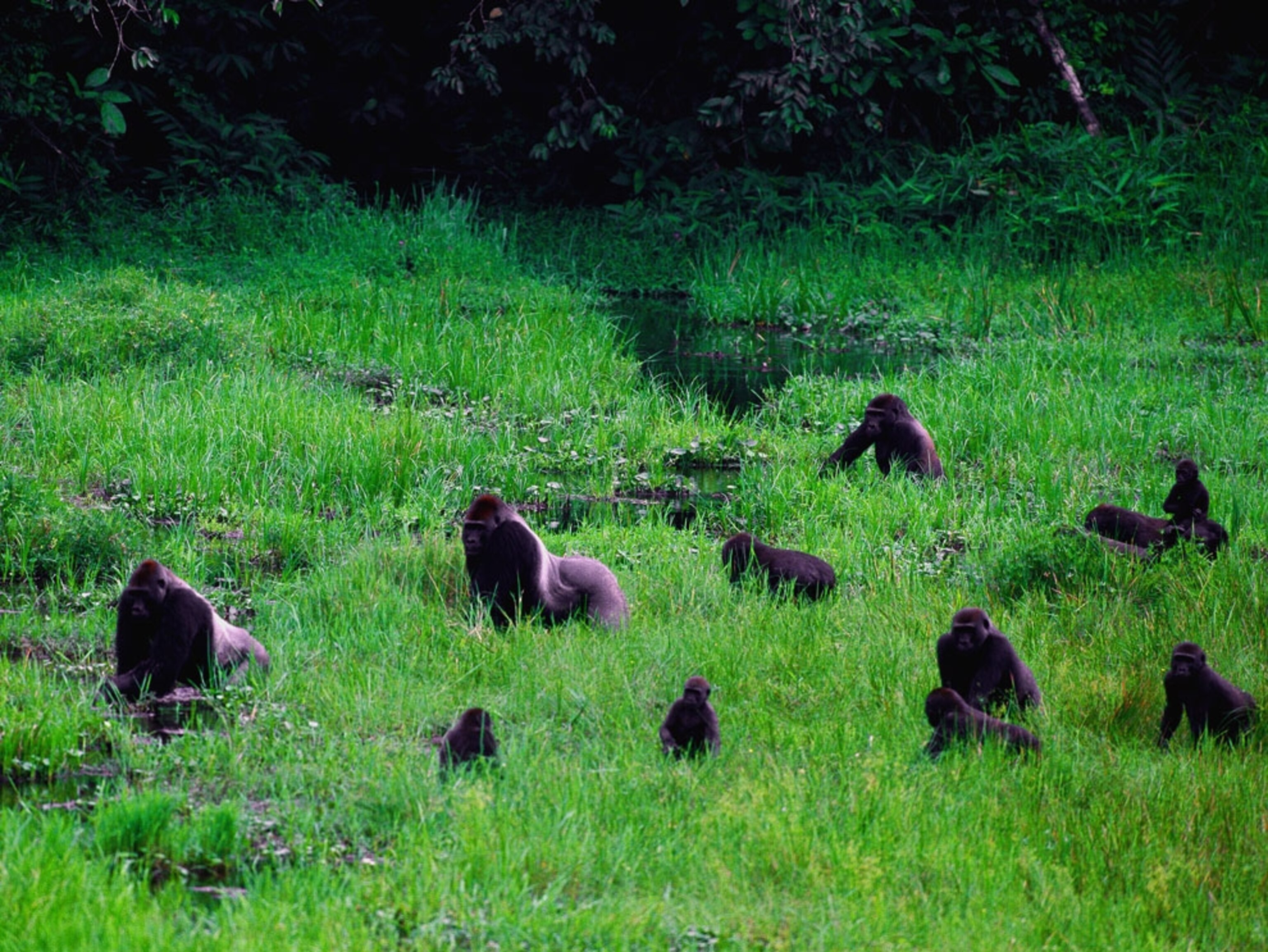 Bai Lowland Gorillas