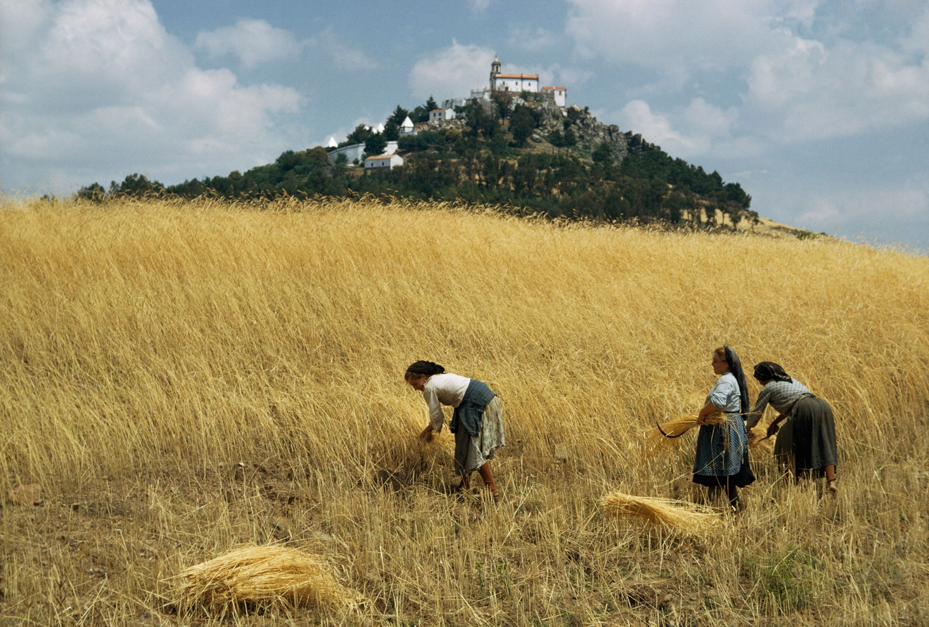 three women in a golden field of wheat