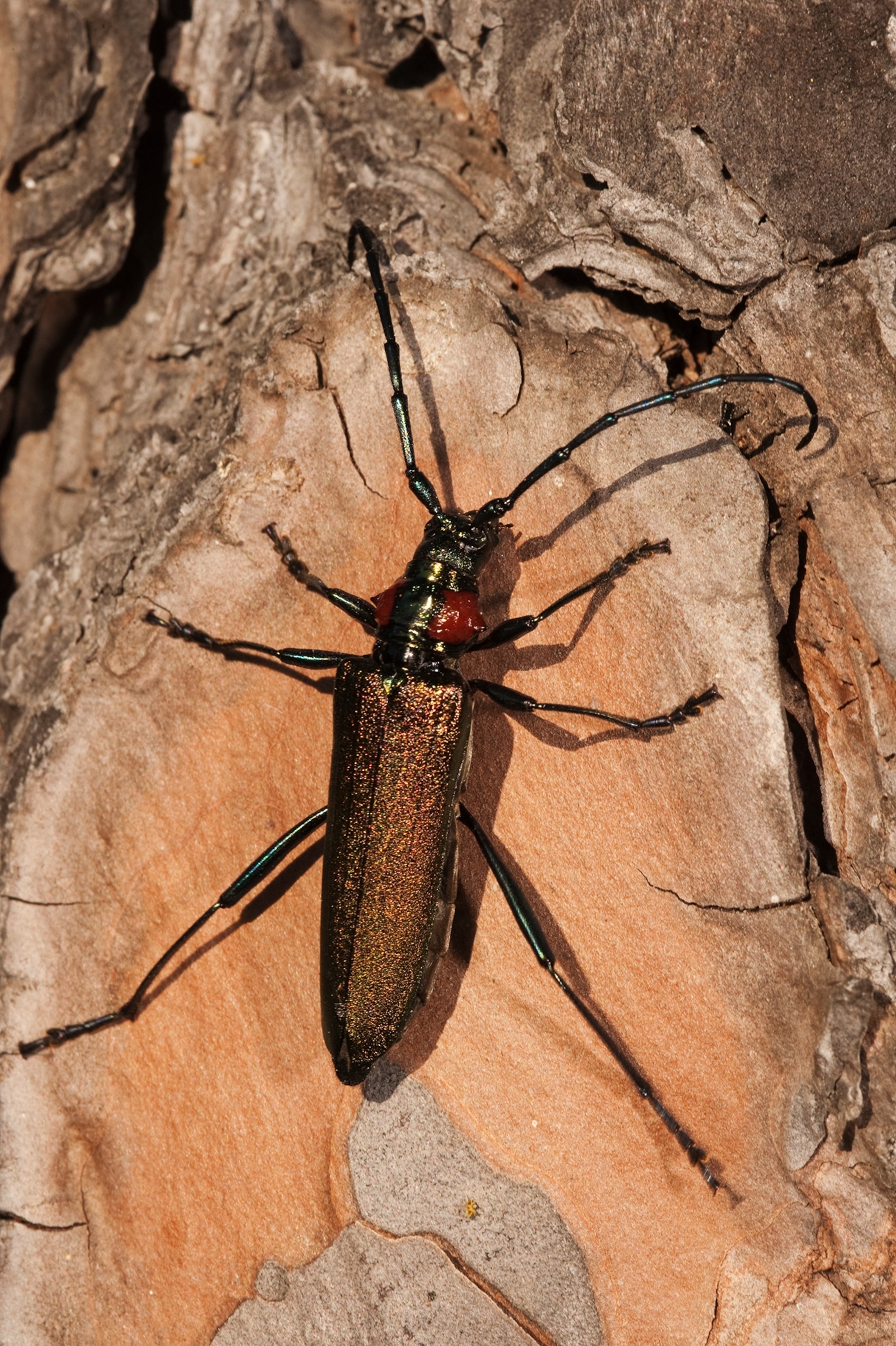 A oval beetle with long thin attenas that slightly curve on a piece of wood photographed from above.