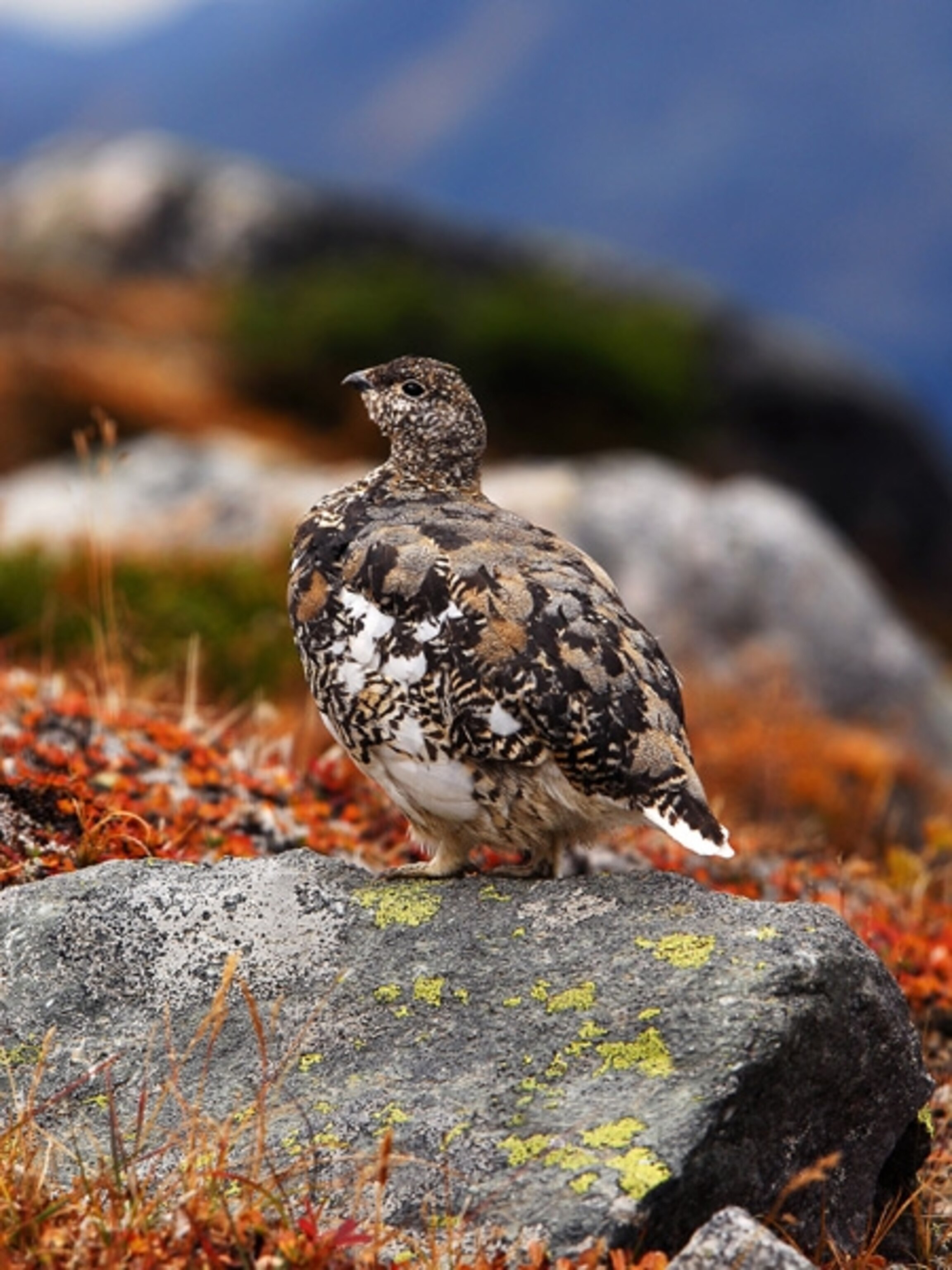 Close-up of a bird with mottled feathers