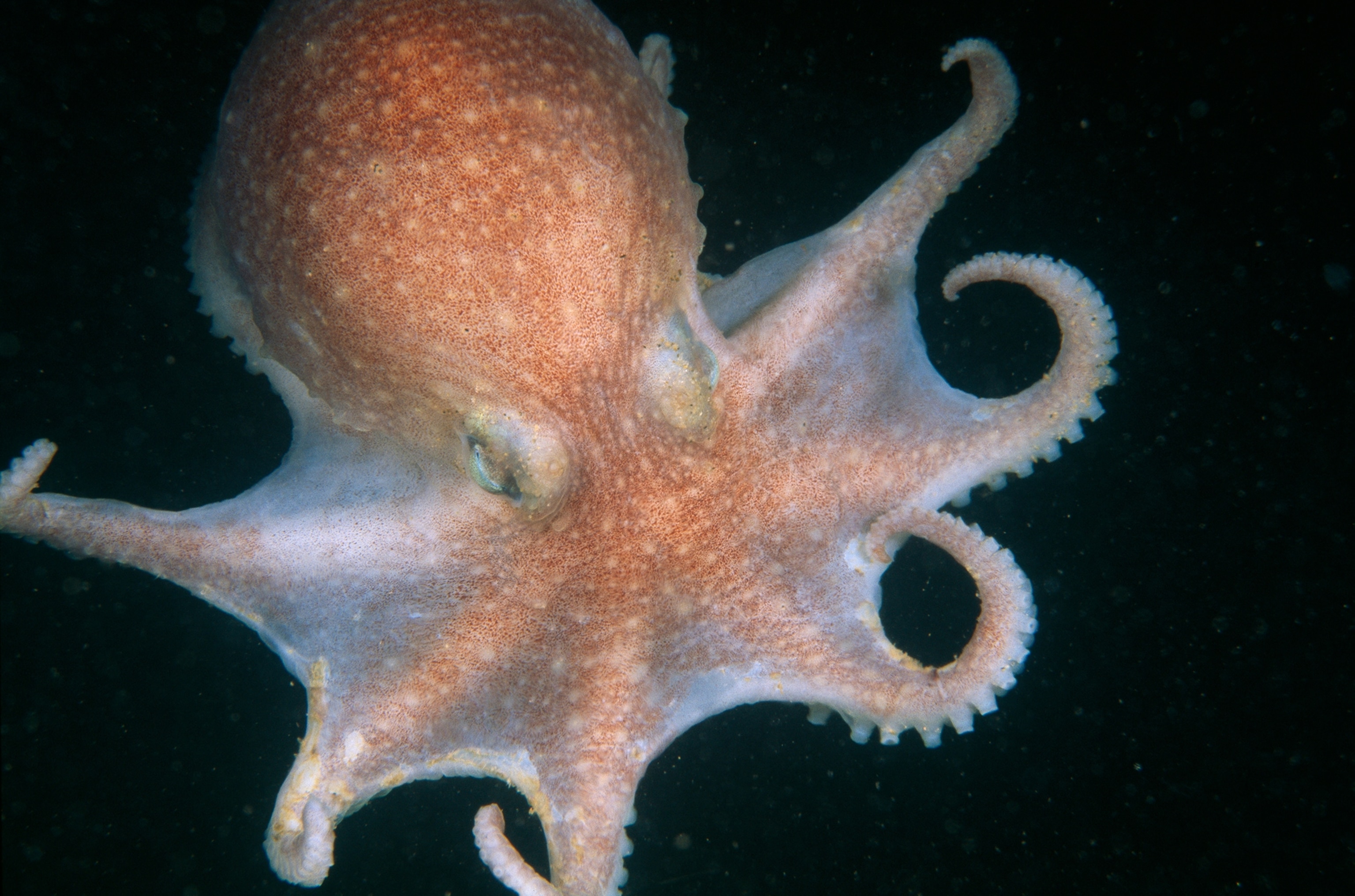 A deep water octopus spreads it's tentacles as it moves along in an inky black sea.