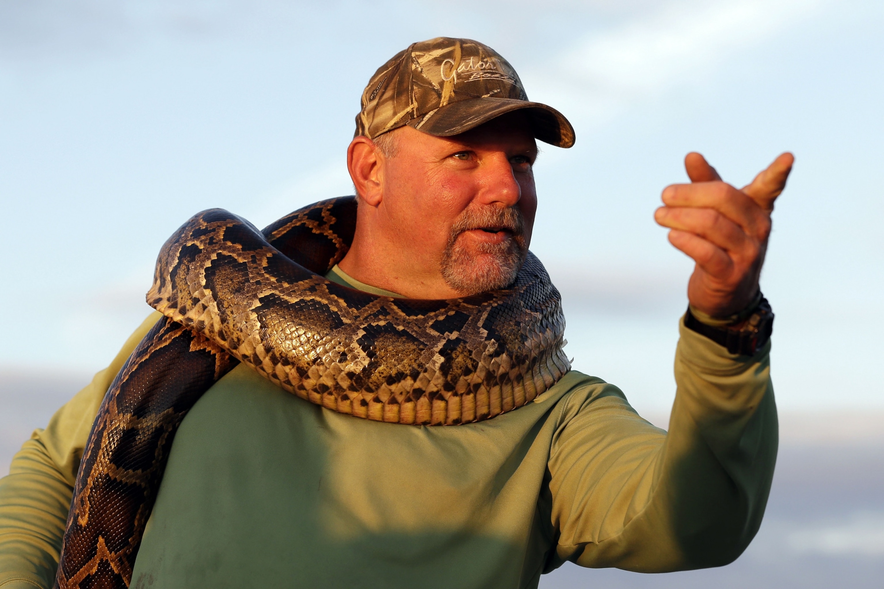 Python hunter Bill Booth wears an 11-foot python around his neck in the Florida Everglades.