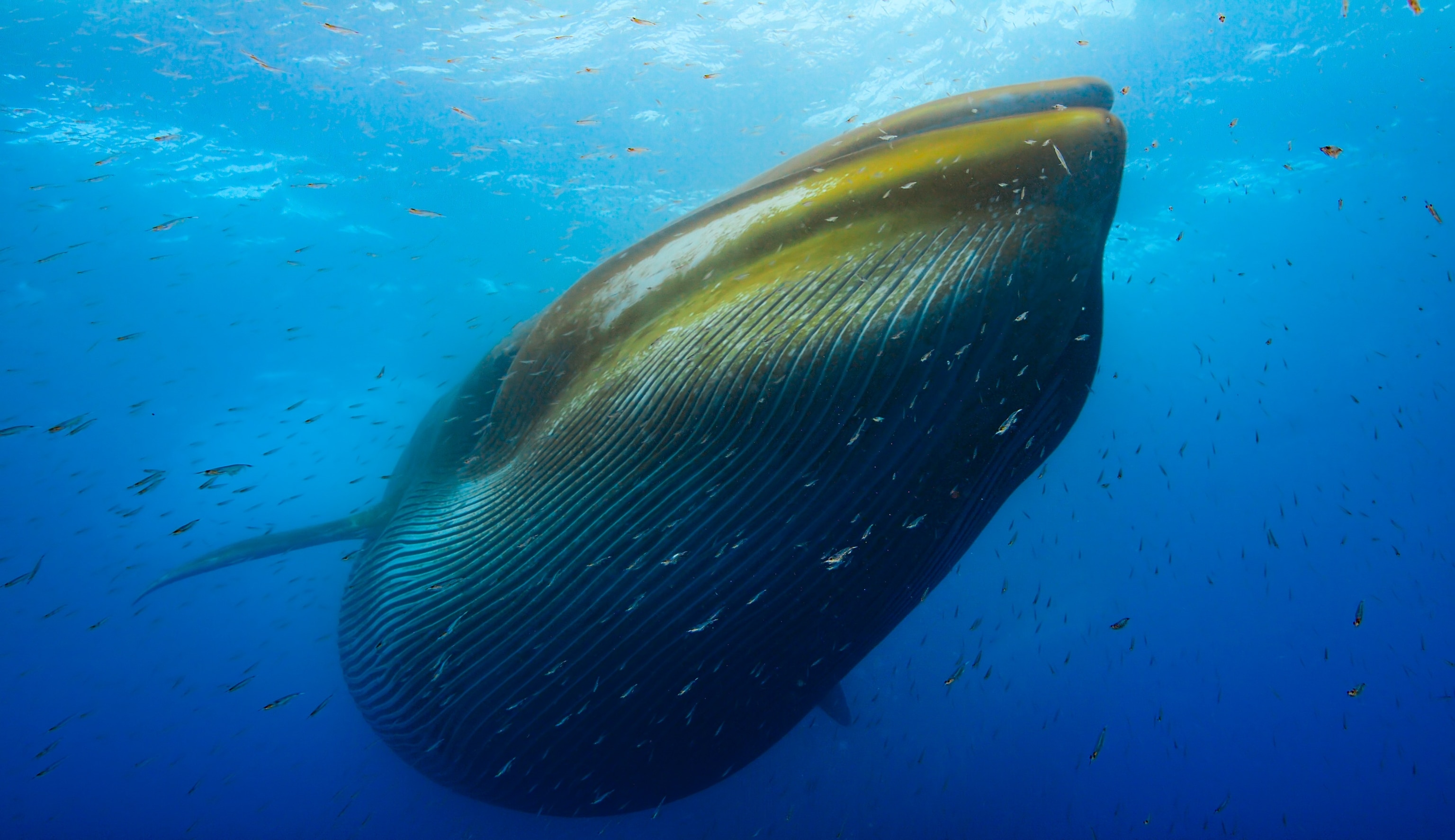 A fin whale during feeding.