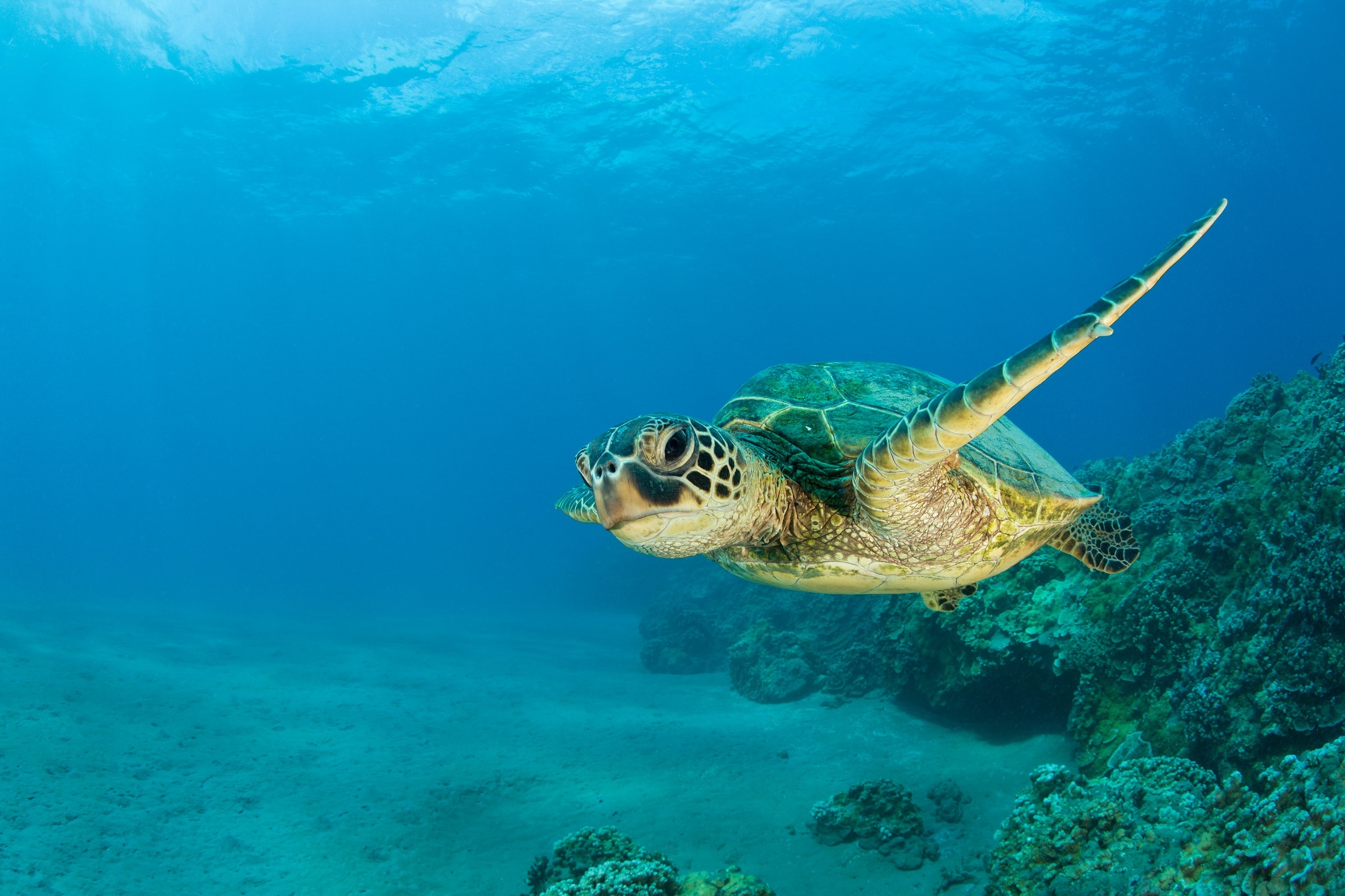 Turtle swims underwater.