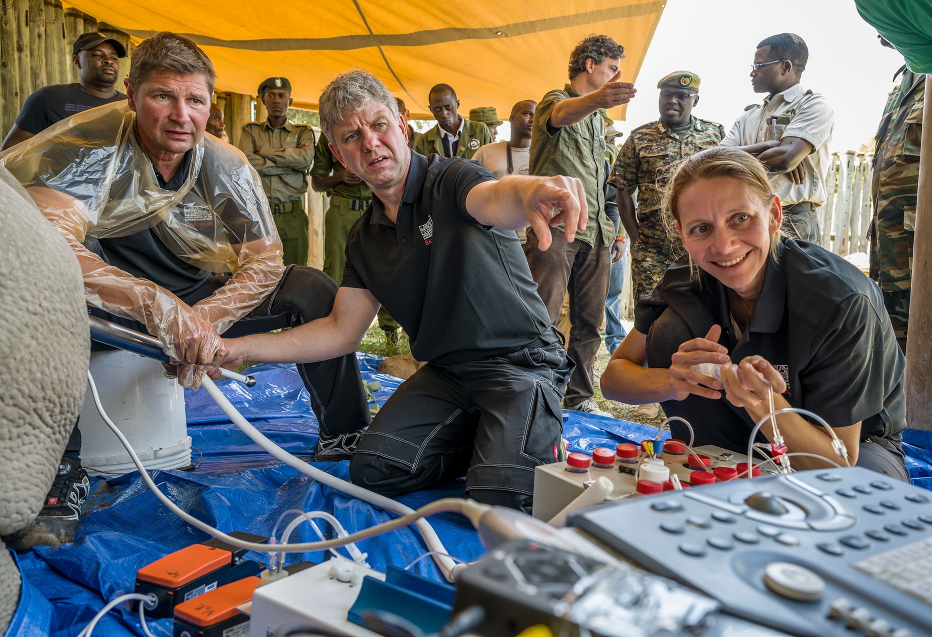 a northern white rhino undergoing an ovum pick-up procedure