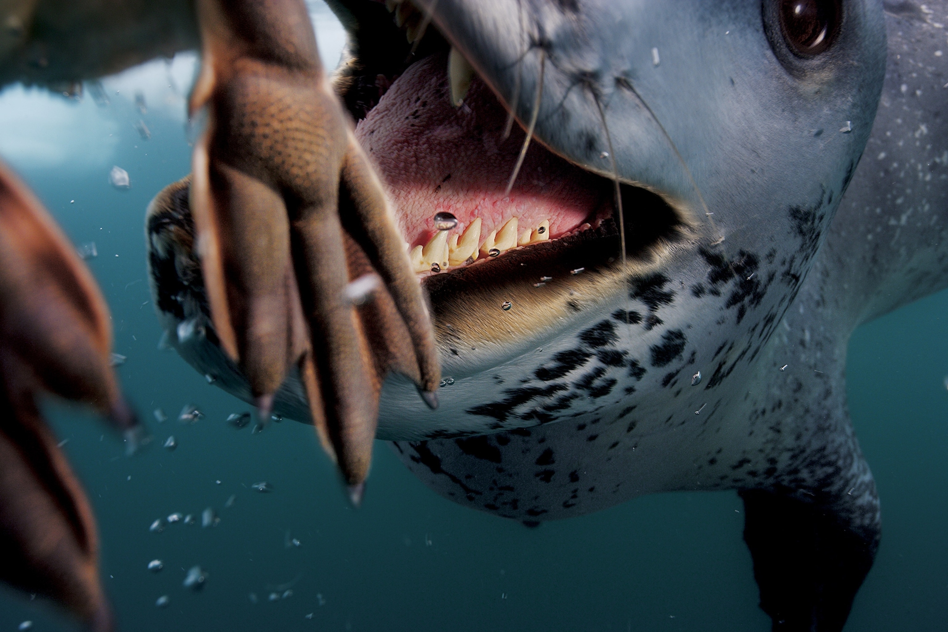 A leopard seal with its mouth open very close to an animal's feet and the camera