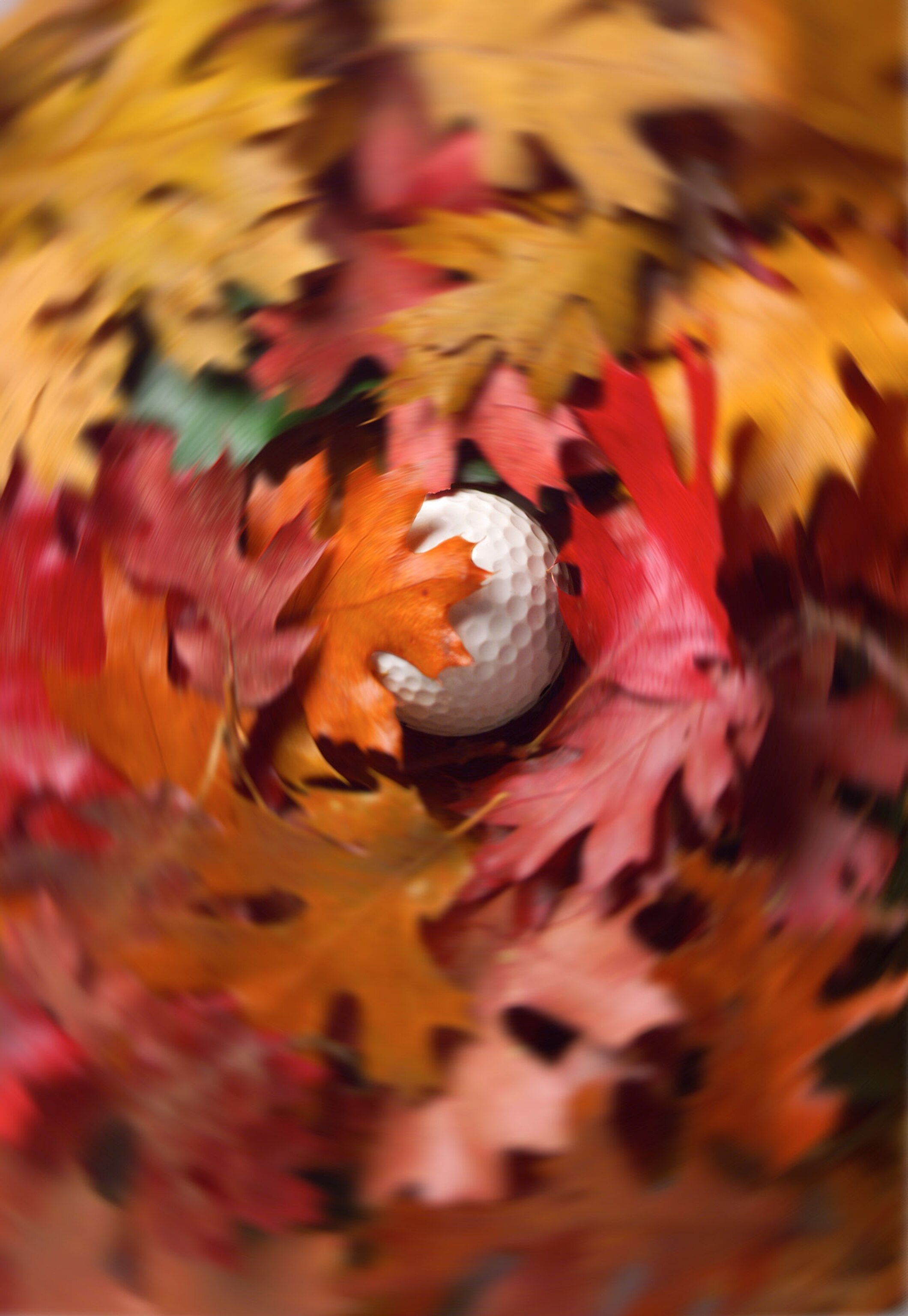 A golf ball lying on the ground, covered in autumn foliage