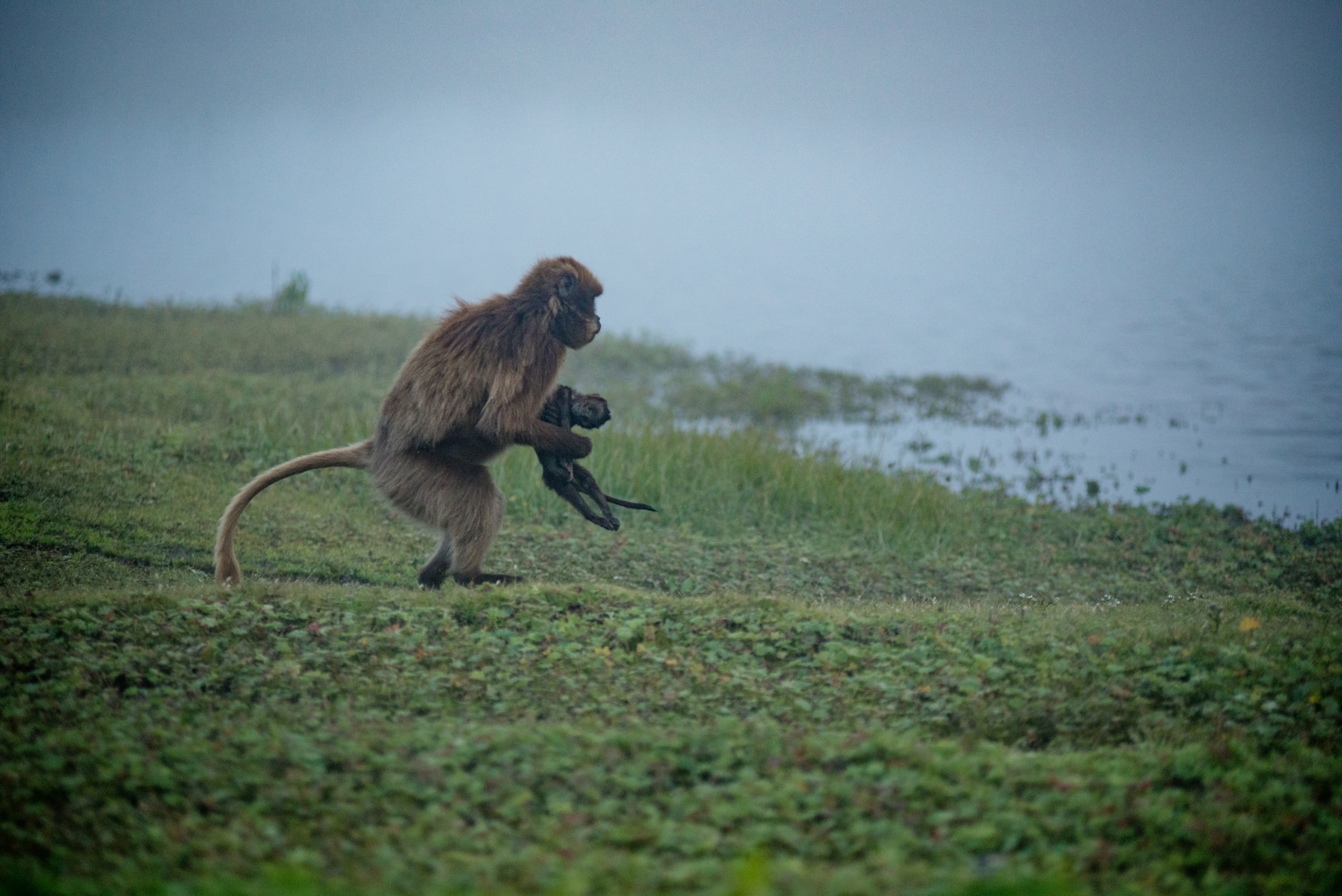 a mother gelada carrying her dead infant through a field