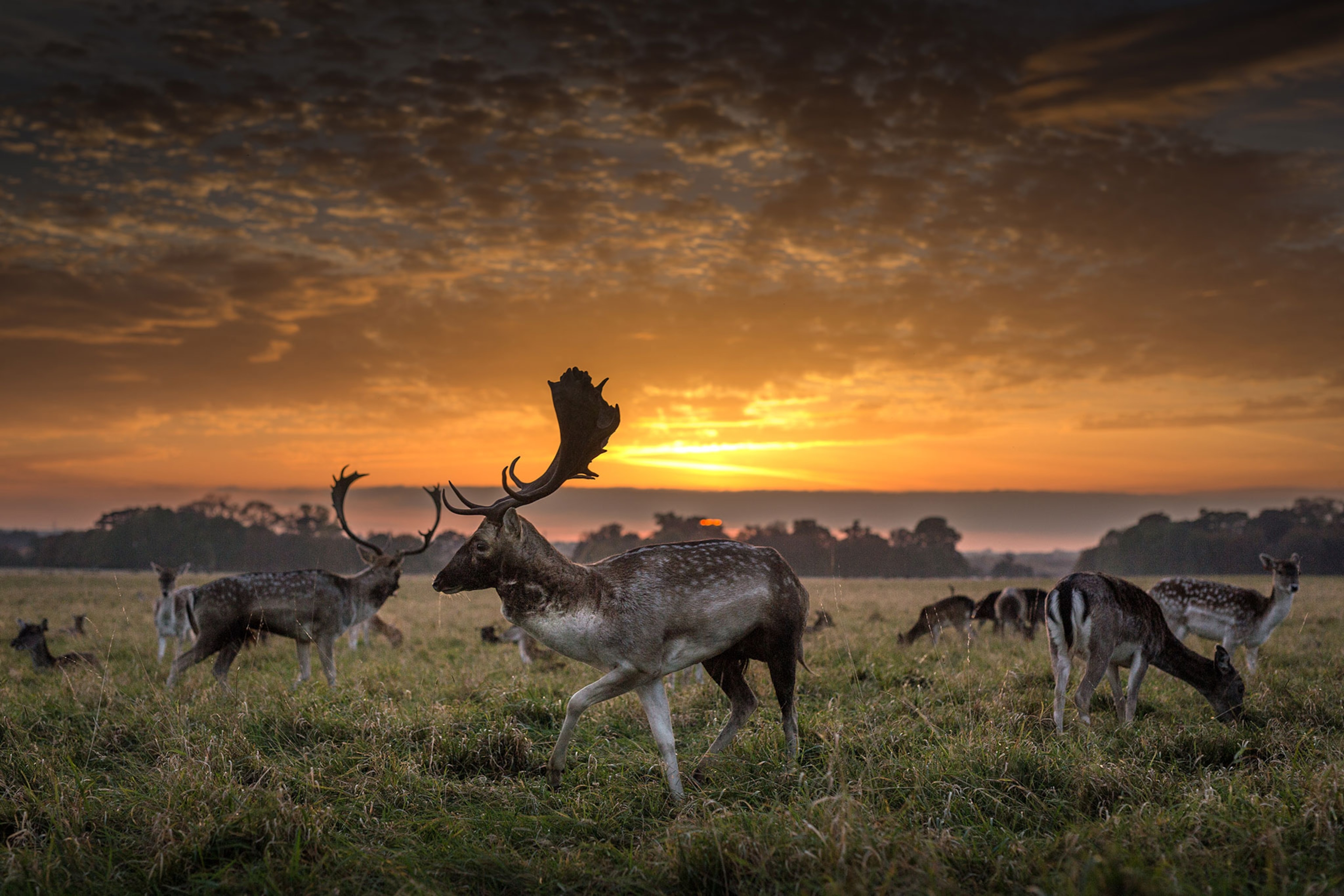 A stag stands in front of a herd of deer under a beautiful summer sunset in Phoenix Park, Dublin, Ireland, on a grassy plain with clumps of trees in the distance