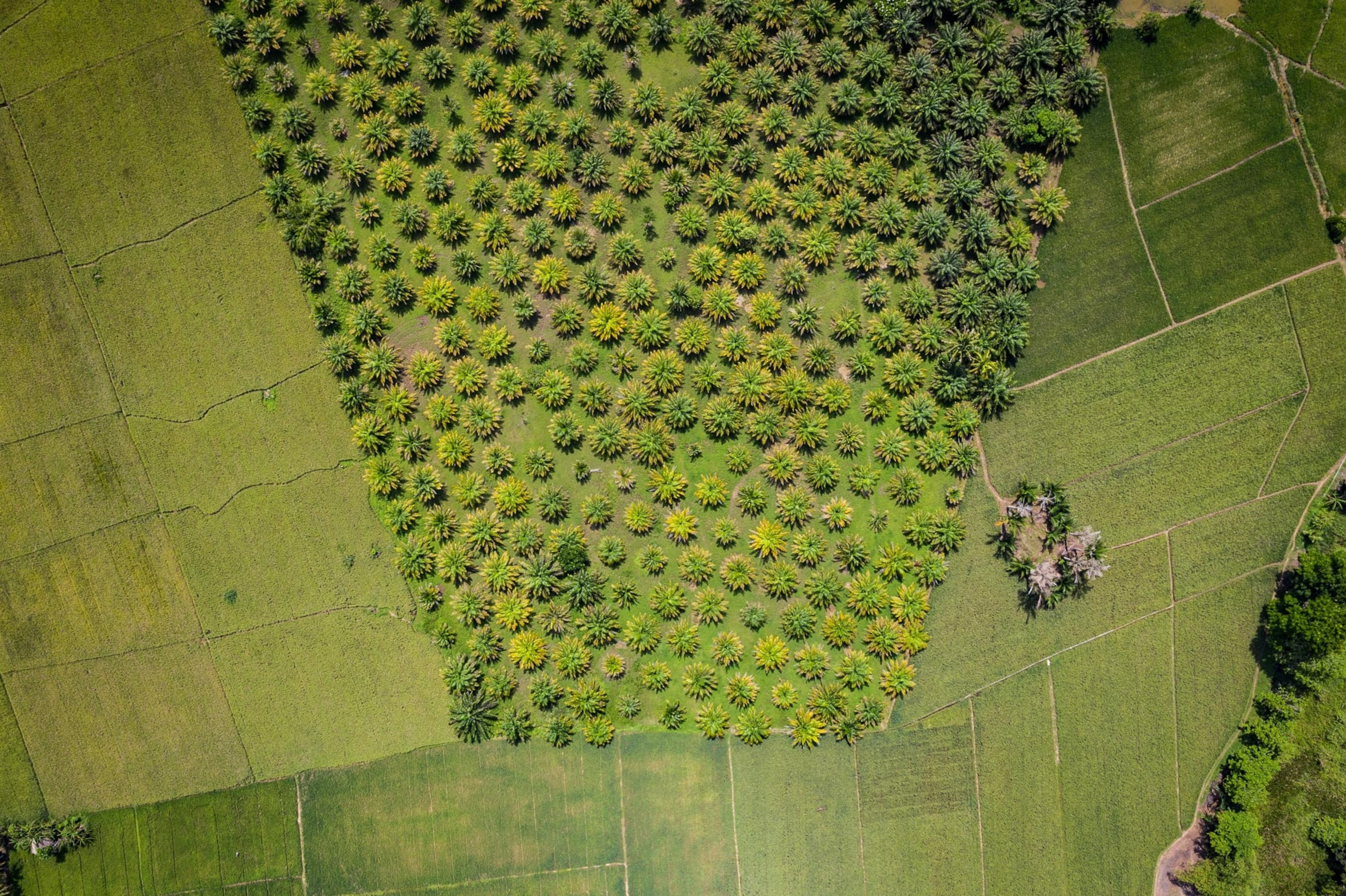 palm oil