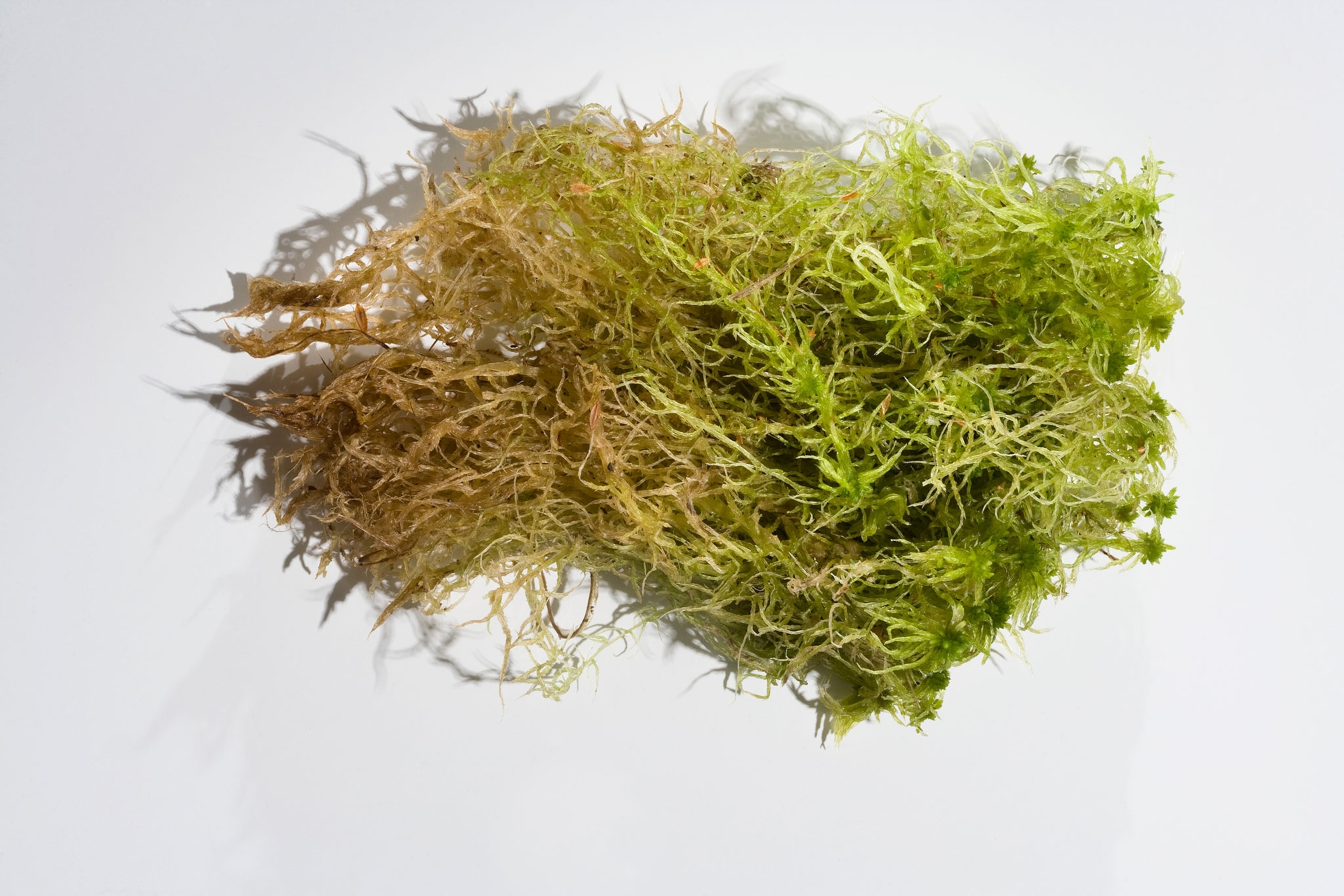 A lefty bunch of greens similar to thick, weedy, grass, with light green and white tops that fade into yellow-brownish roots laying on a white surface.