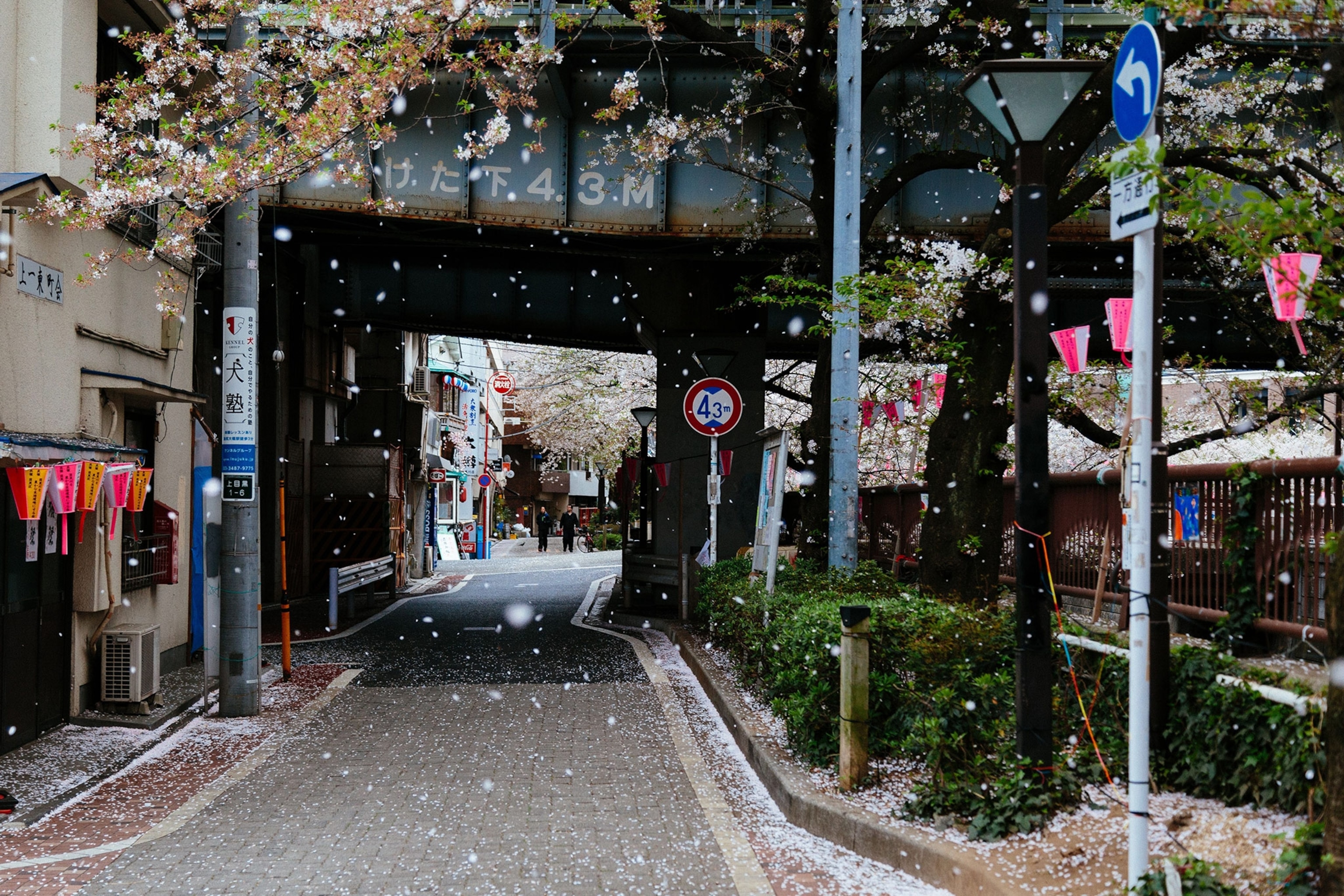Picture of cherry blossom petals falling on a street in Tokyo, Japan