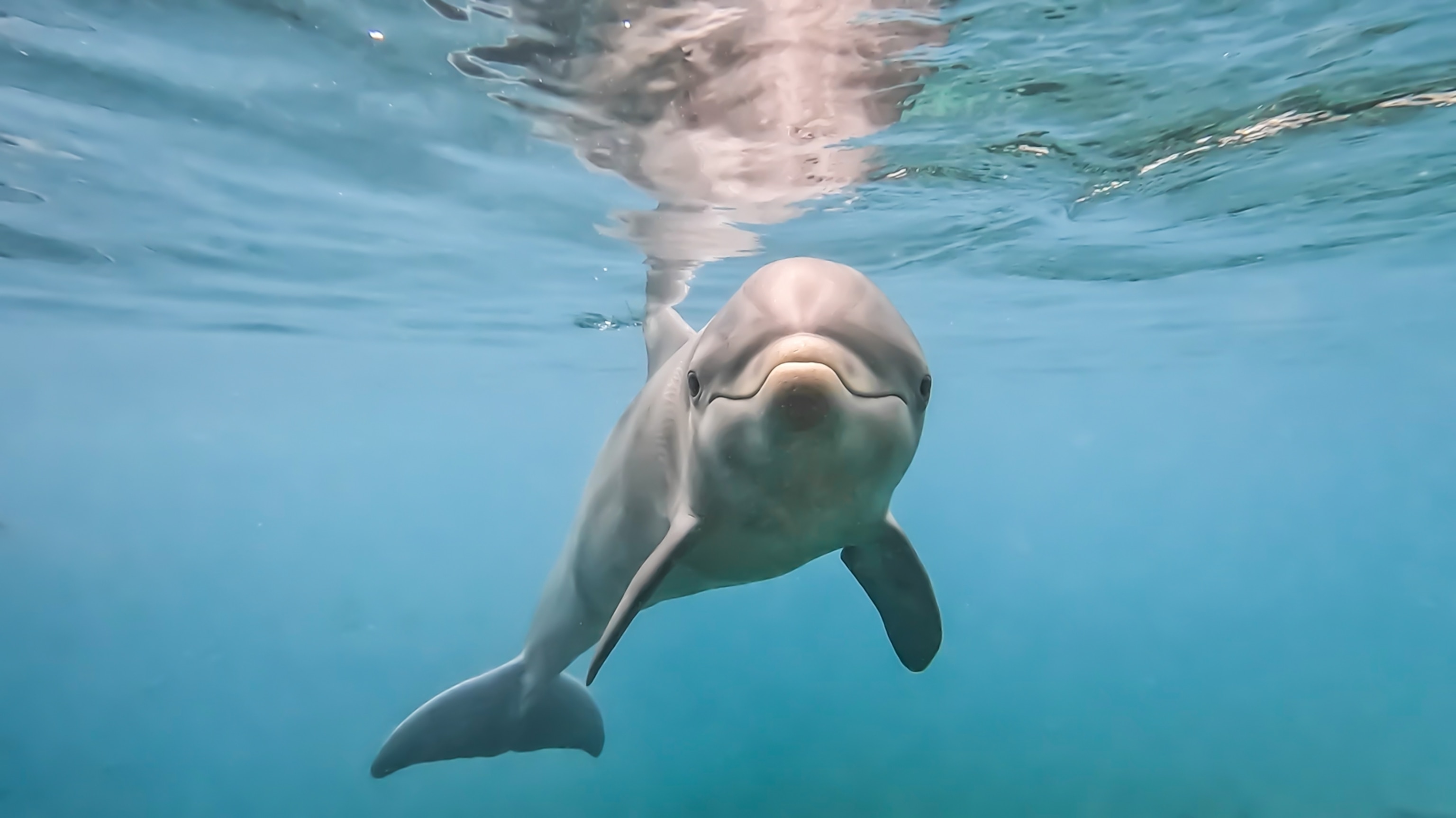 Picture of a dolphin underwater.