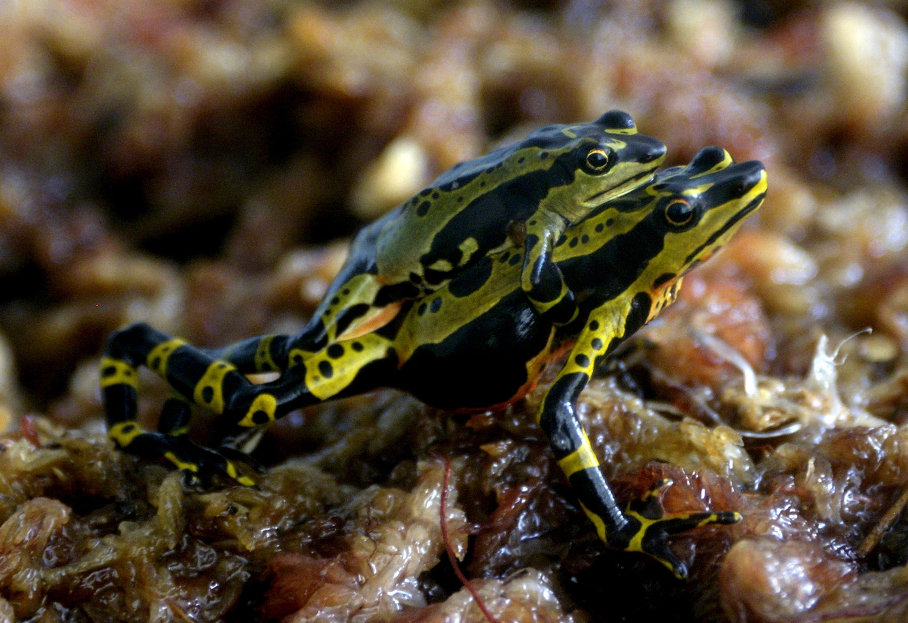 poison frogs