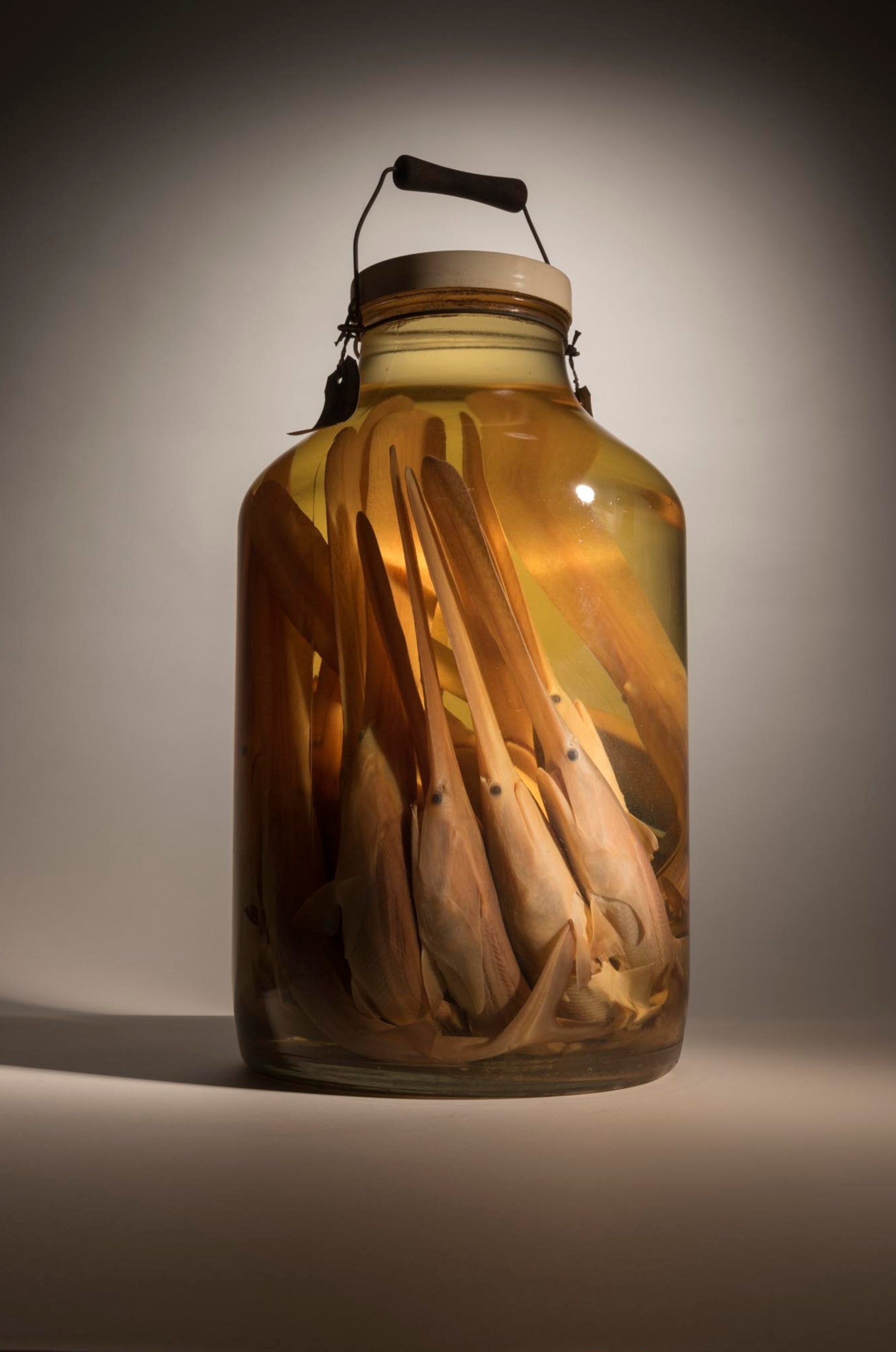 Mississippi paddlefish in a jar