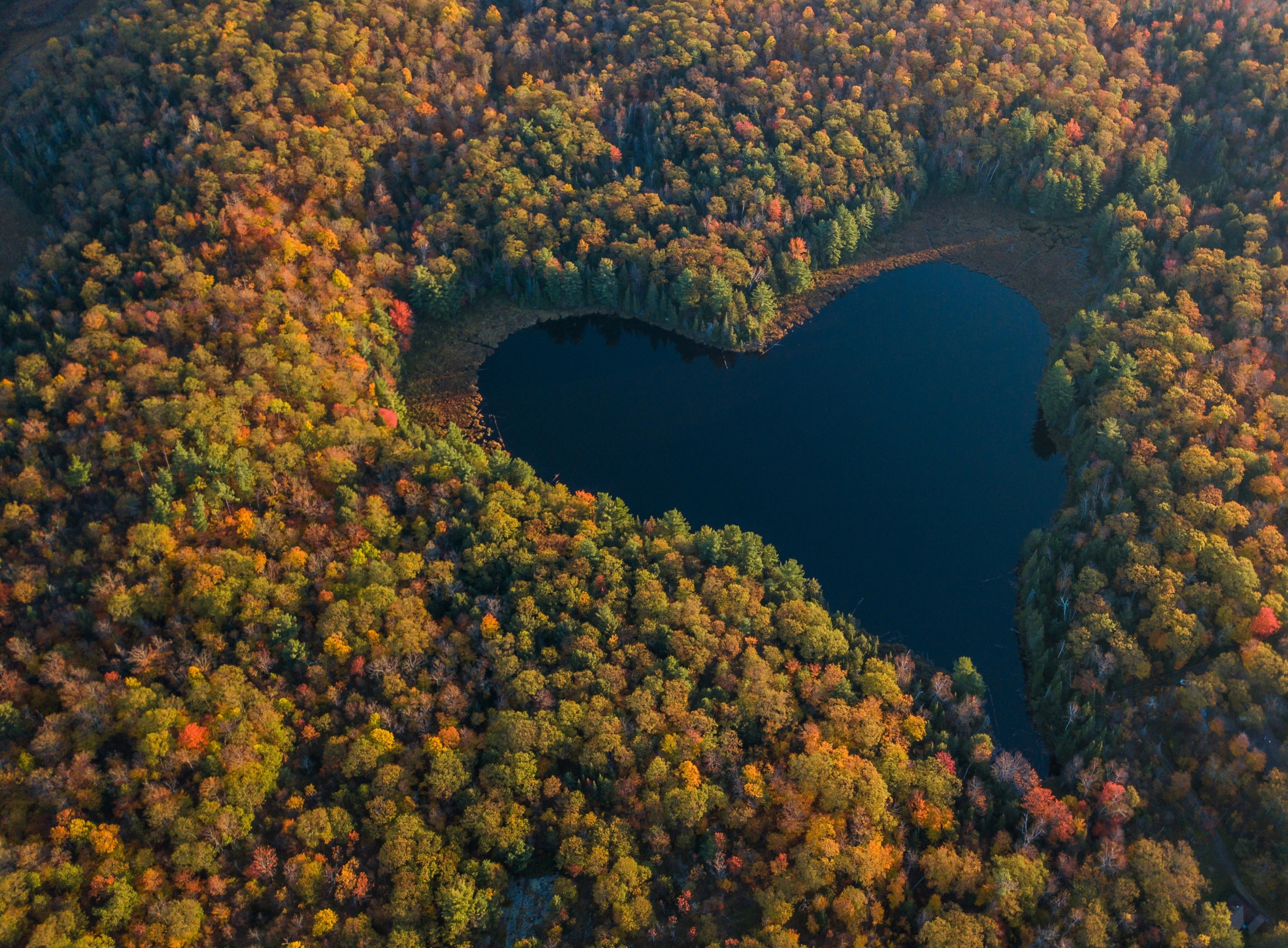 a pond surrounded by trees