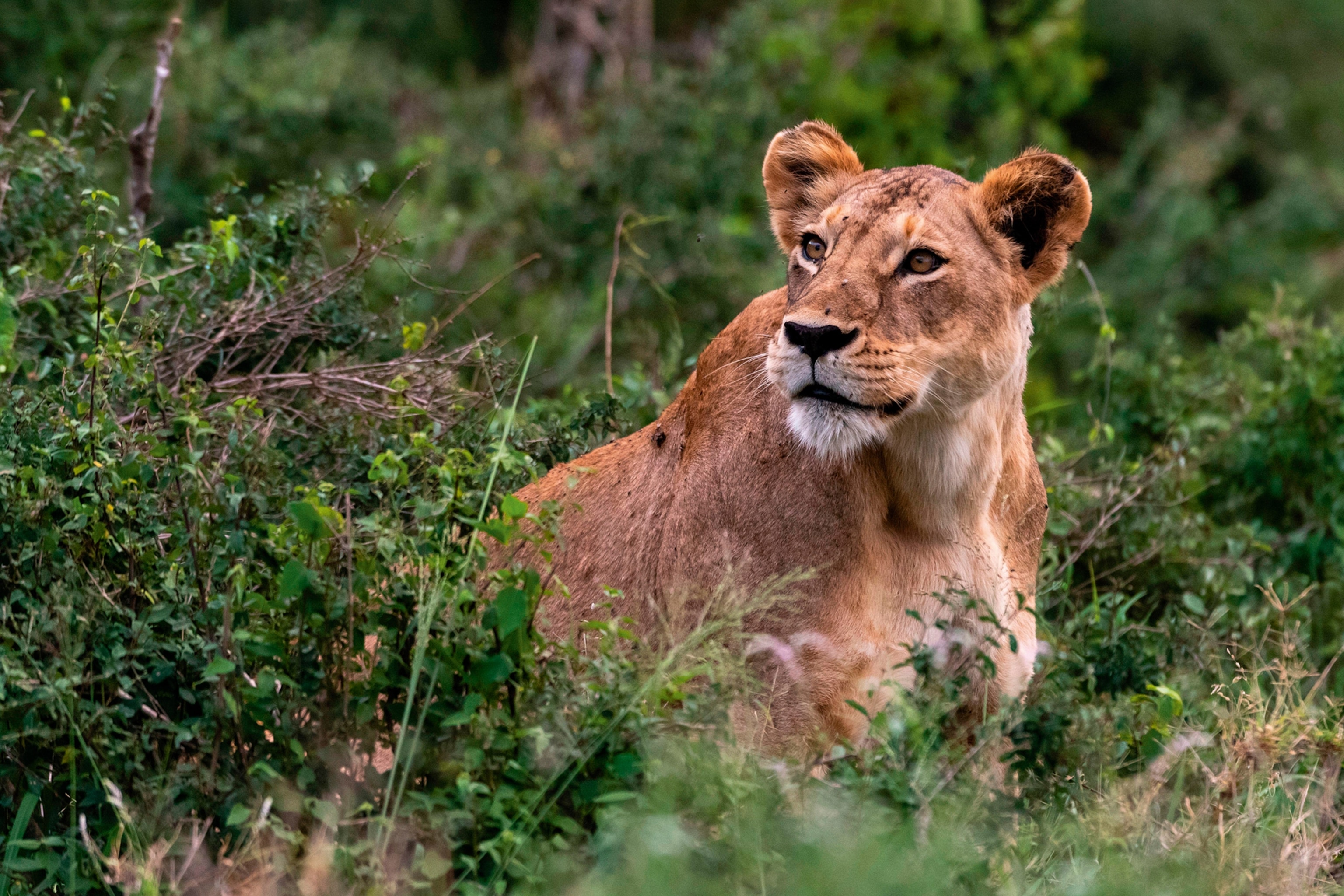 A lion emerging from some bushes.