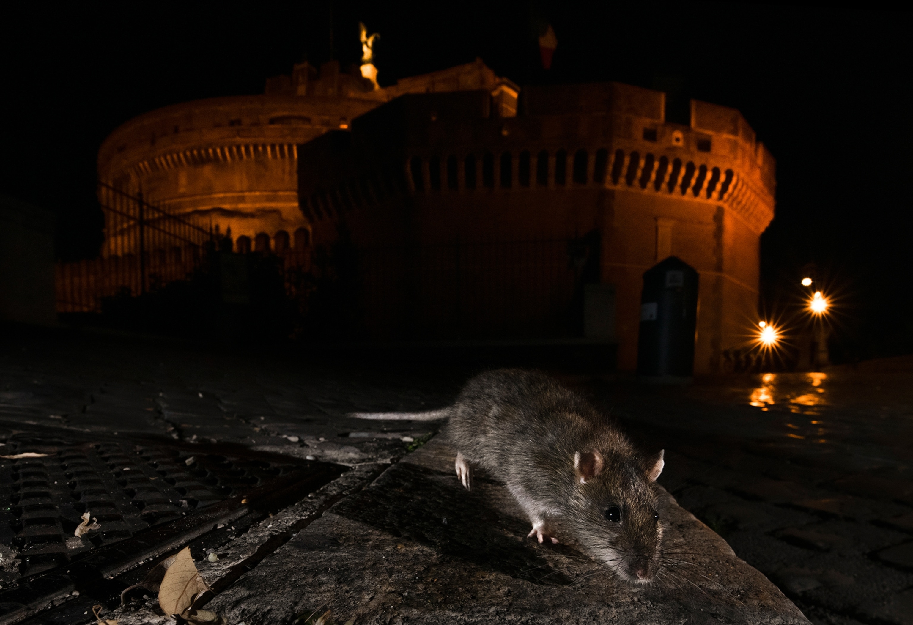 A rat in the foreground with a building barely visible with soft light in the background at night.