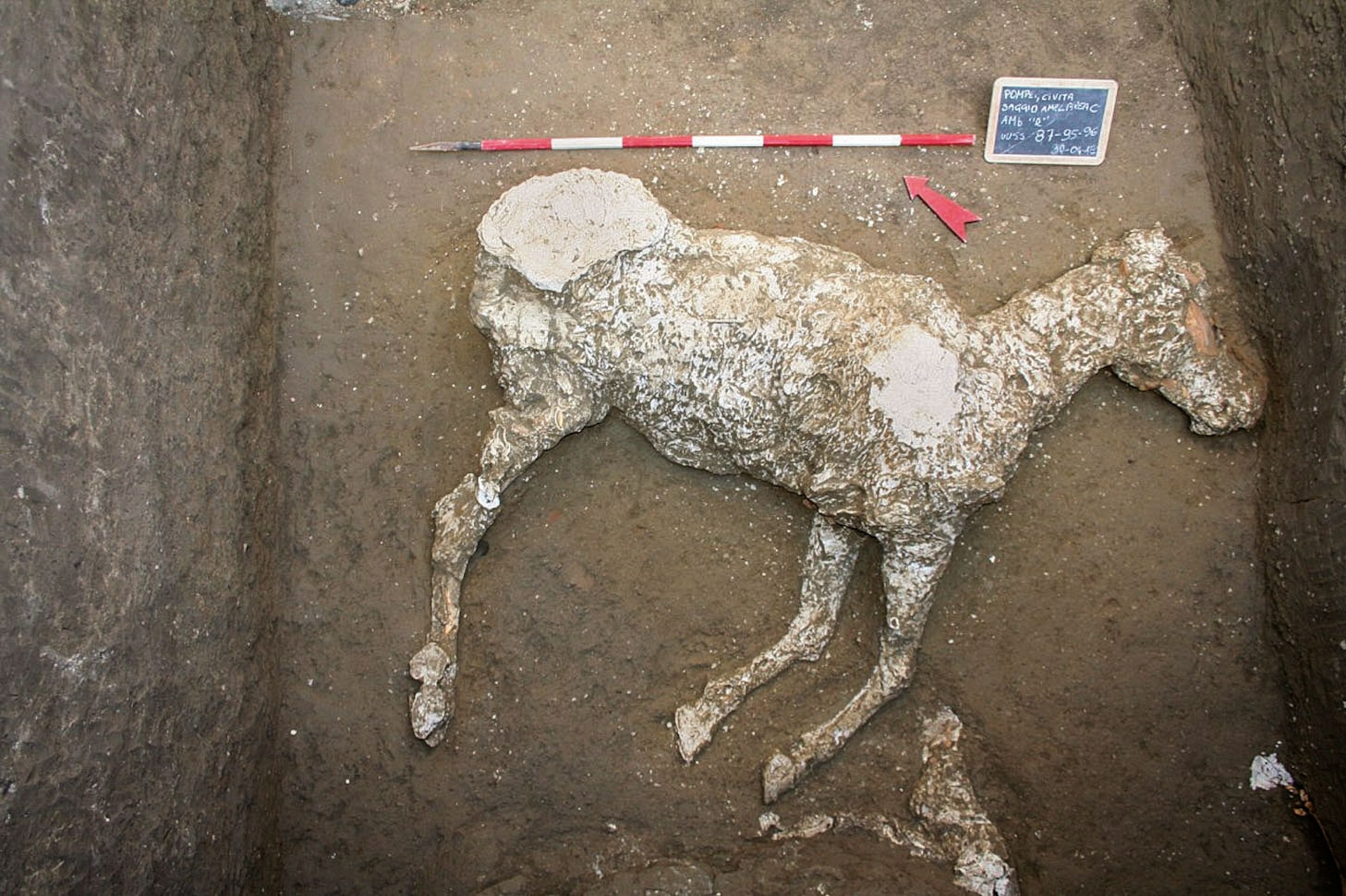 a horse skeleton covered in plaster half buried in dirt