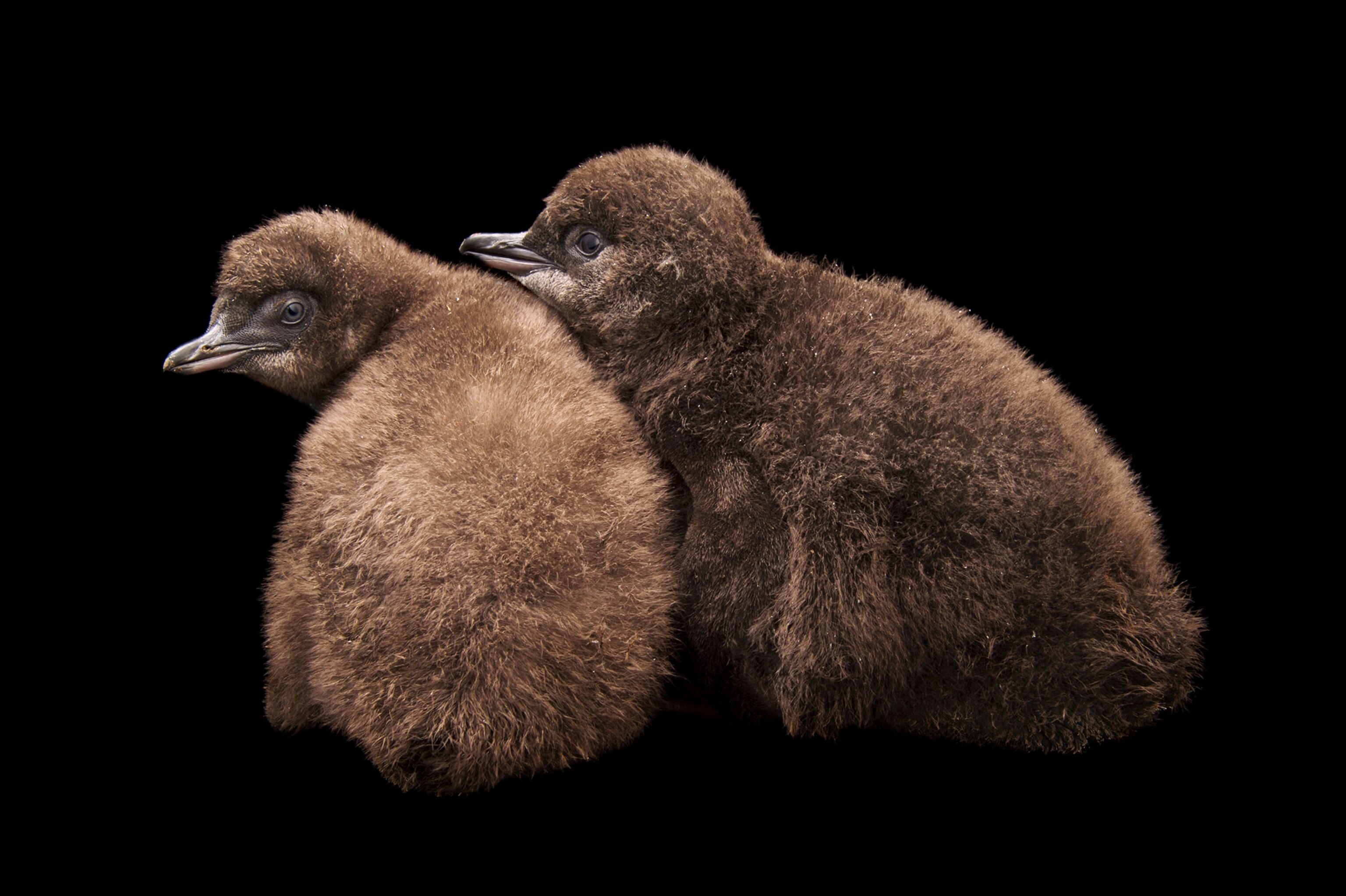 a two baby penguins