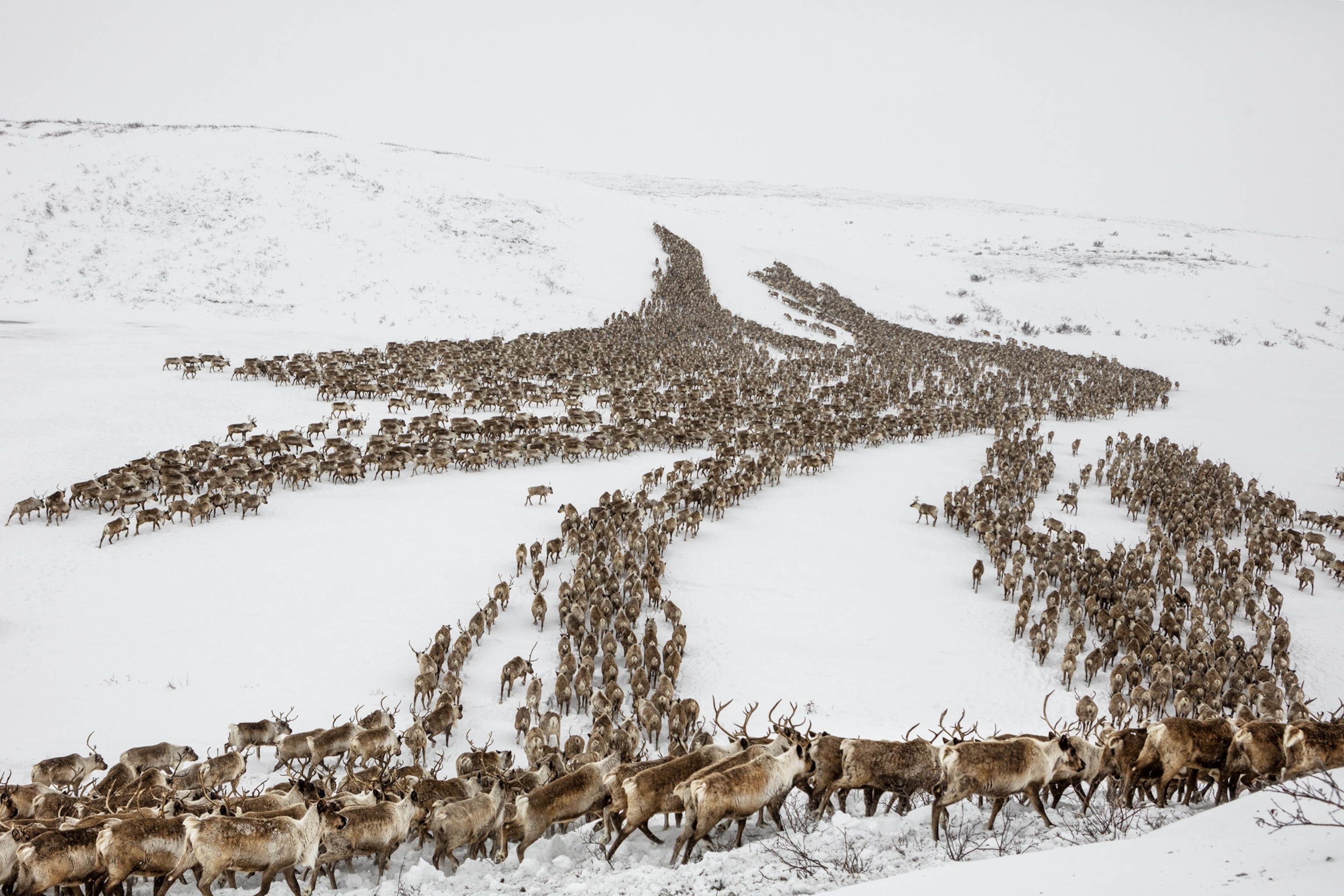 The large herd of reindeer break off into different groups as they move along.