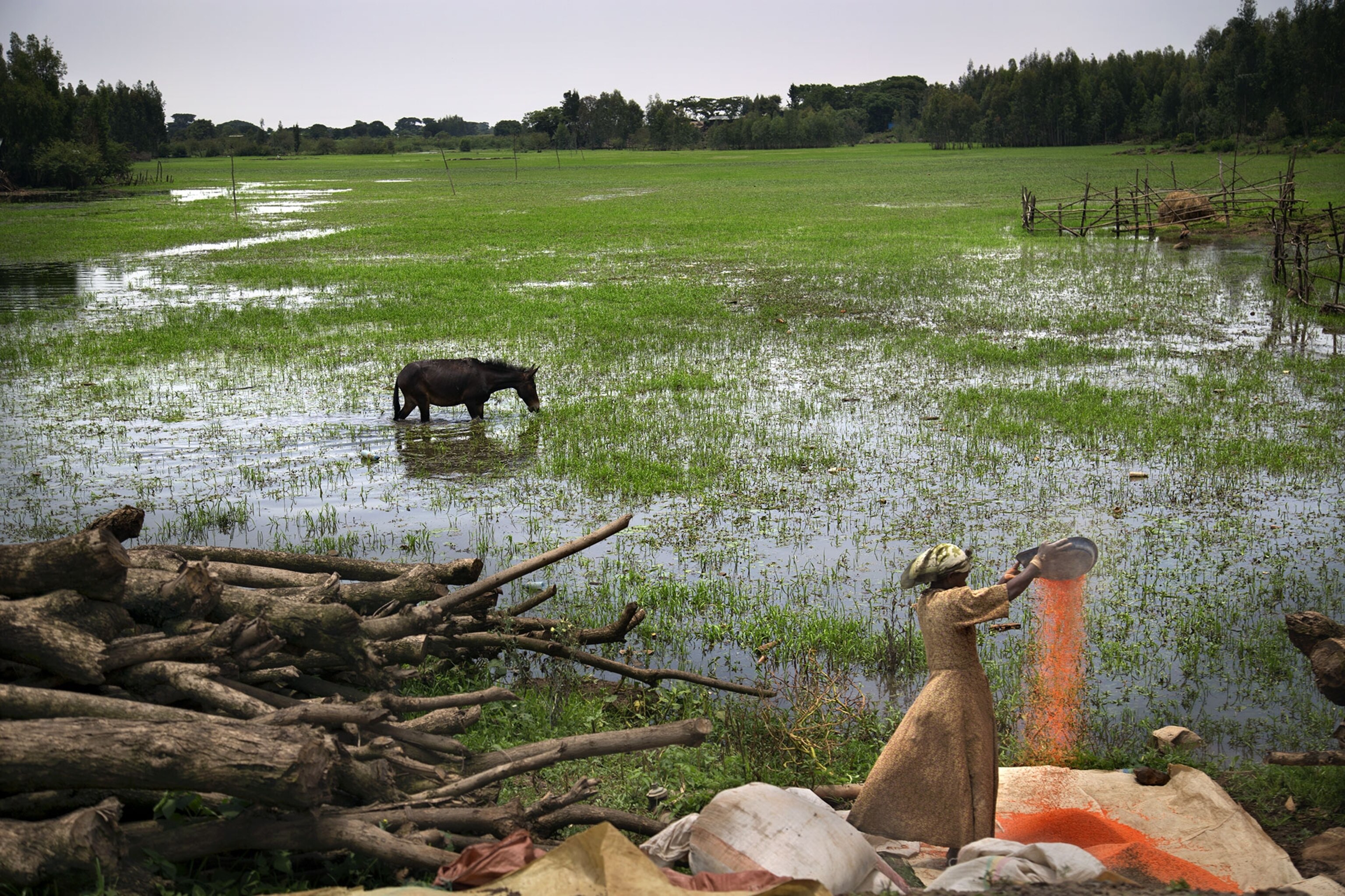 a woman tends to grain during the rainy season near Bahir Dar, Ethiopia