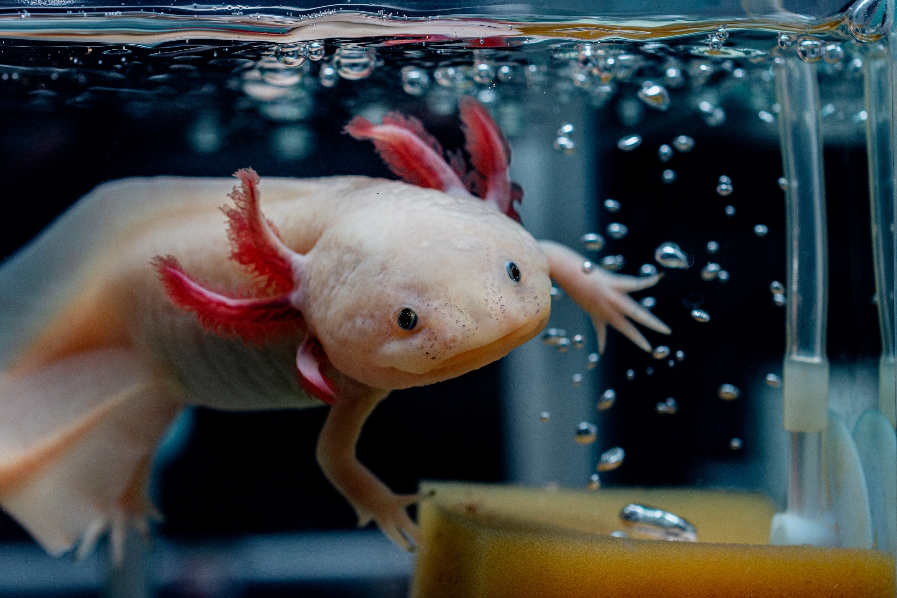 A pale-pink salamander with three external gills resembling red coral on either side of its head floats in a water tank. Its small lidless eyes and wide mouth add to its adorable charm.