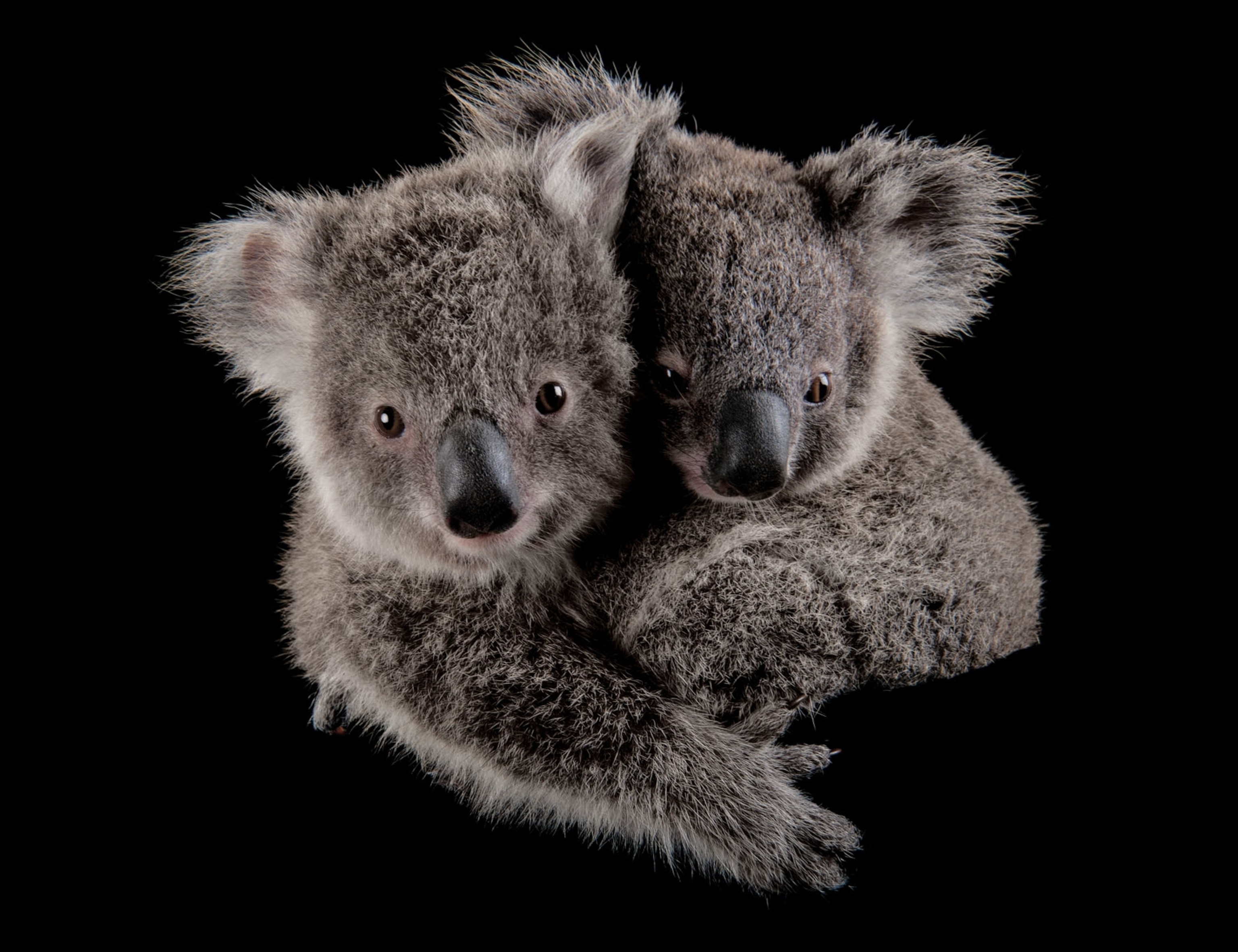 A pair of koala joeys snuggle together.