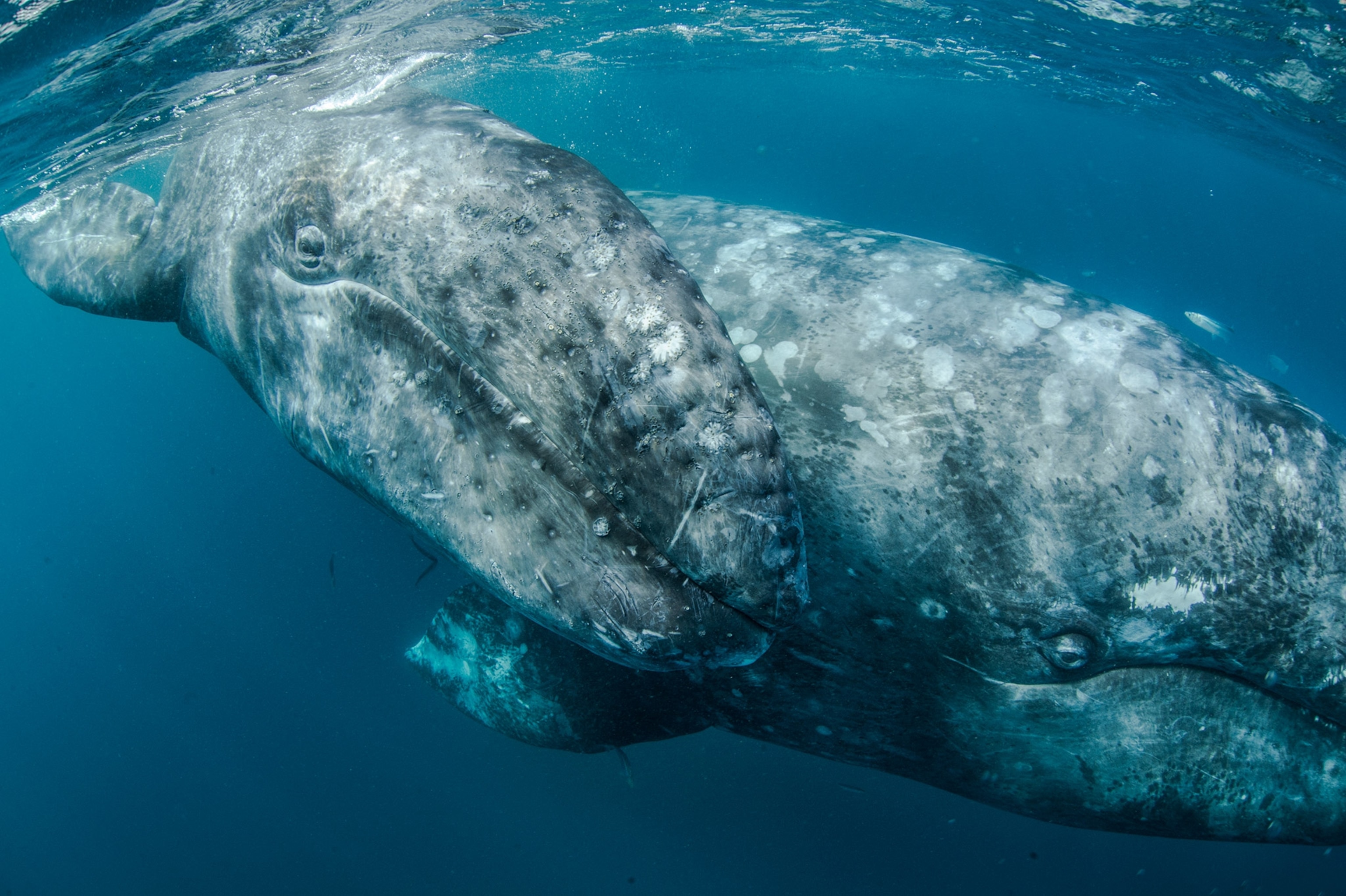 a grey whales