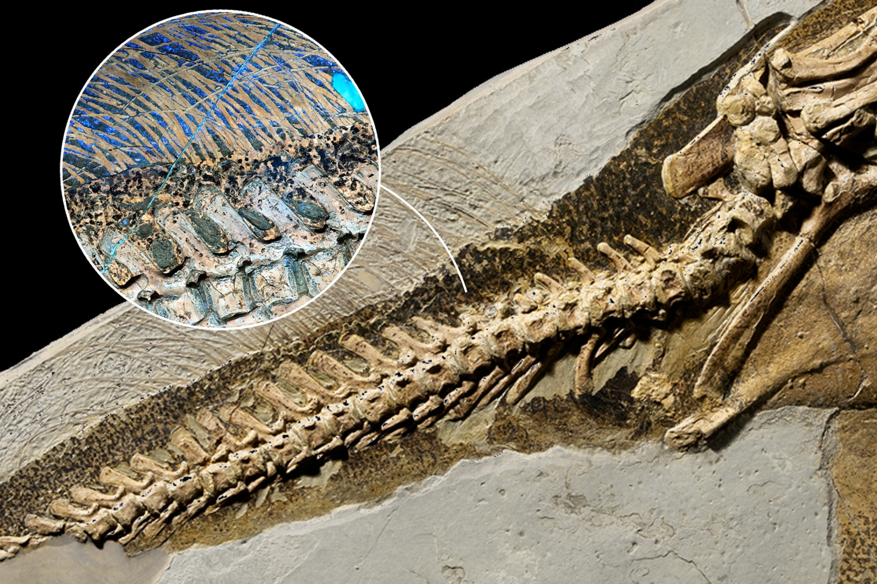 Soft tissue along of dino's body.