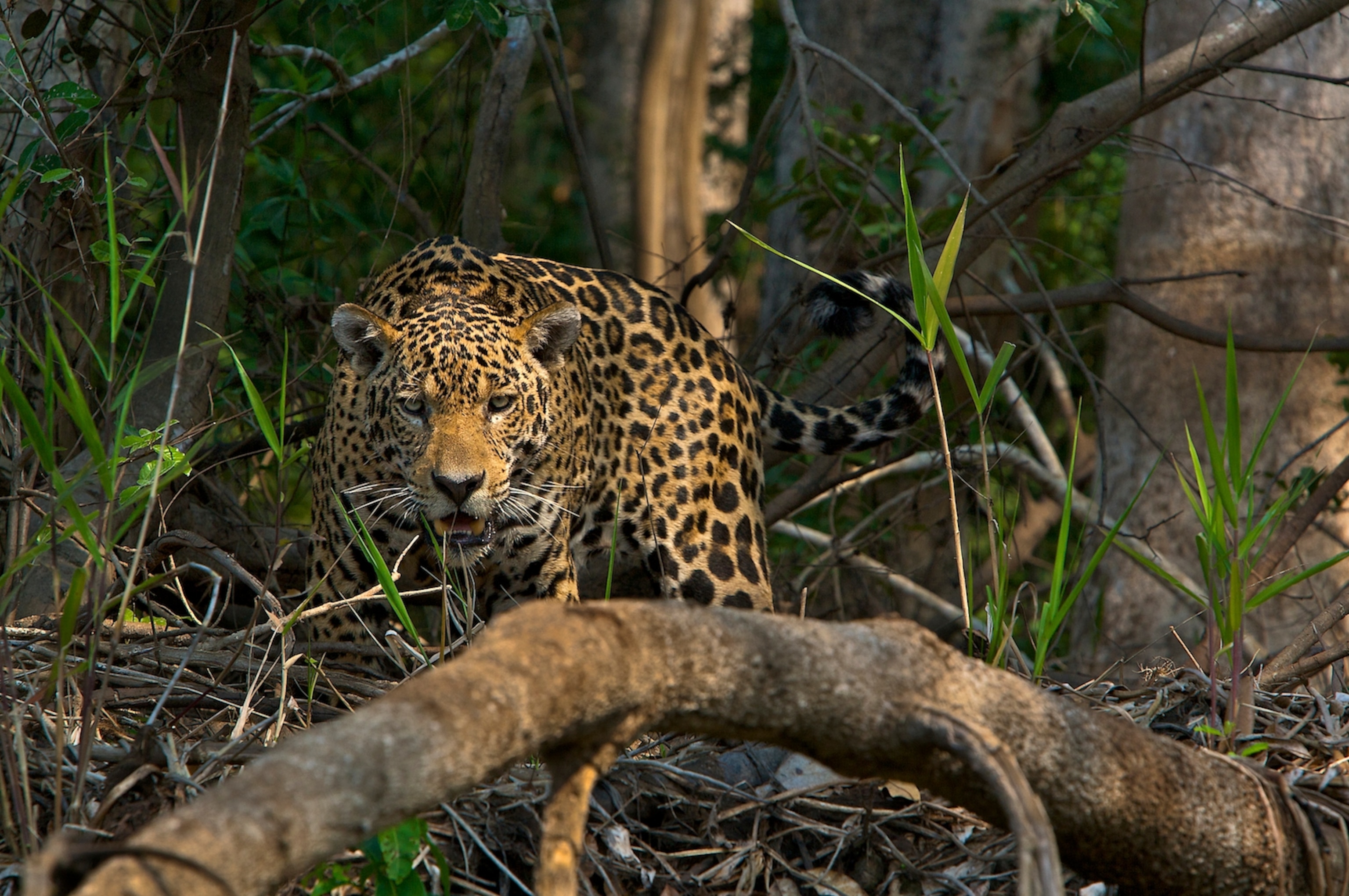 a male jaguar walking along the river bank on the Picari River in Pantanal, Brazil