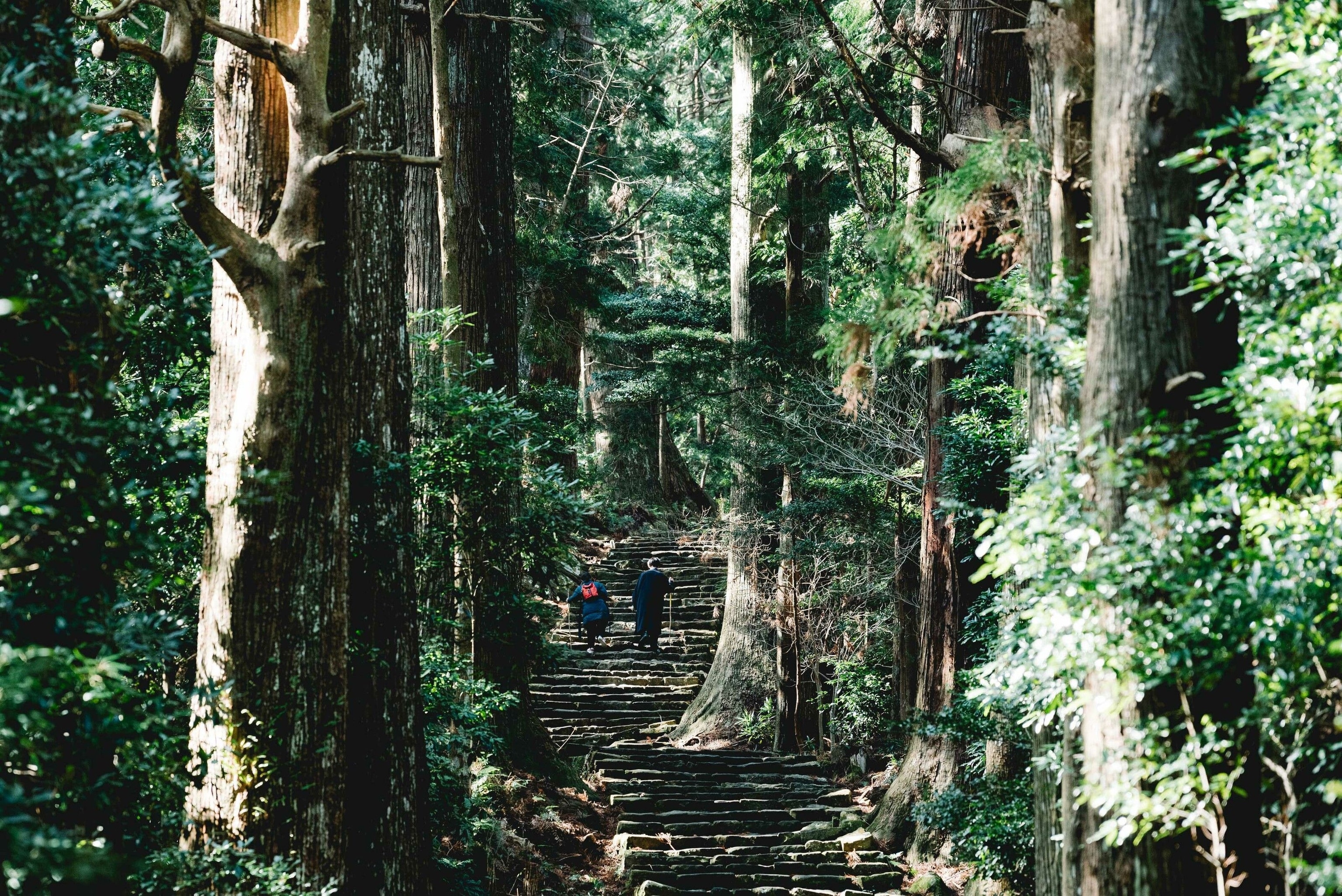A staircase in the woodlands. Two people climb it. The trees are exceptionally green.