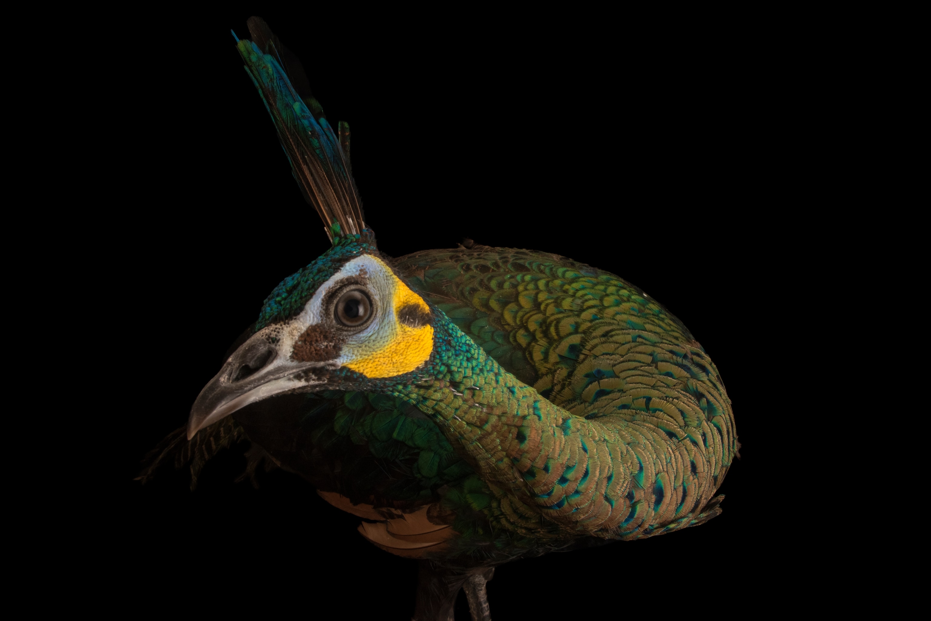 A peafowl's neck curves and peers into the camera a a semis-circle of yellow framing it's eye and rich greens and blue feathers coat it's body. A crown of feathers shoot up from atop its head.