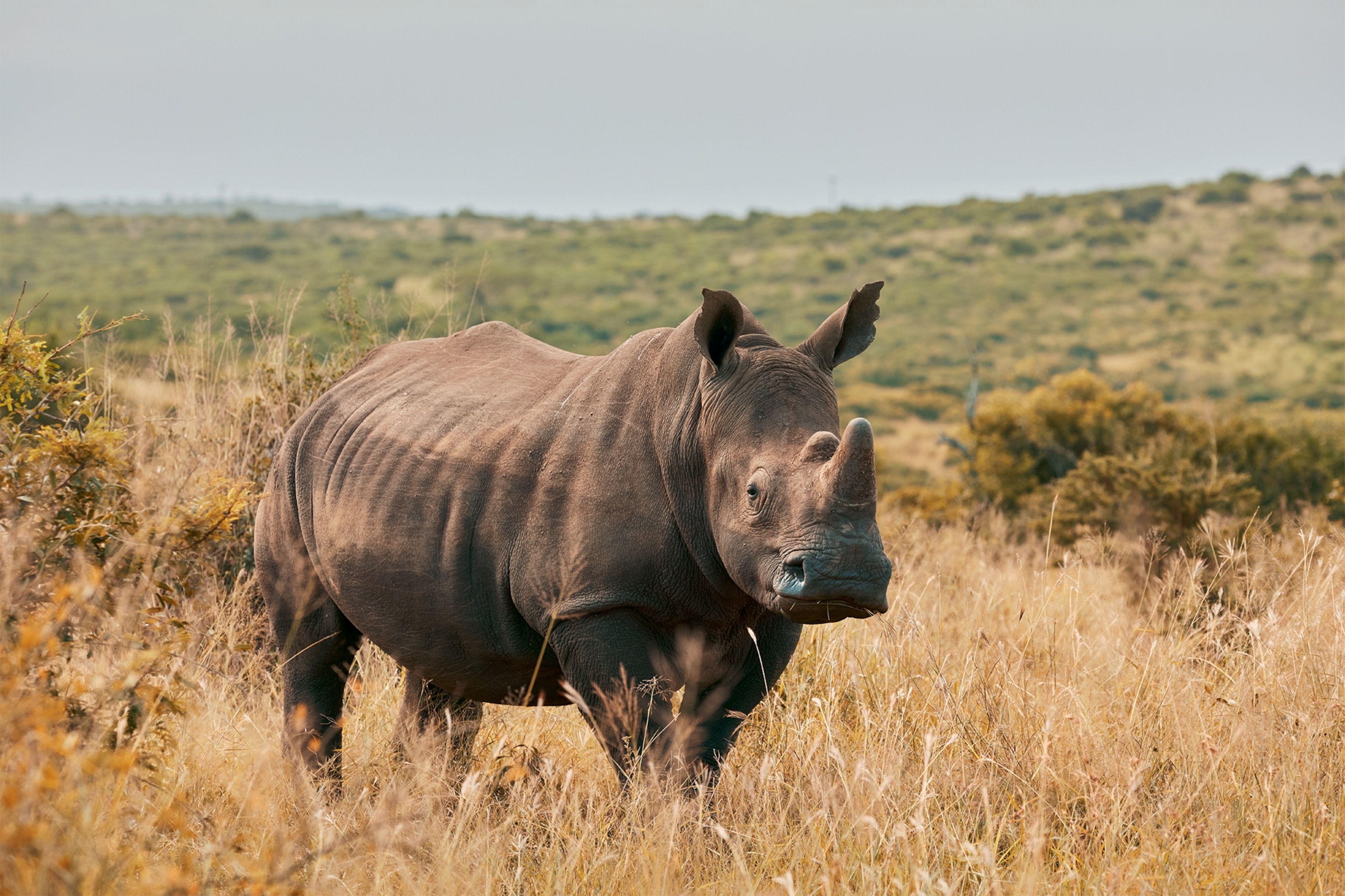 Rhino
