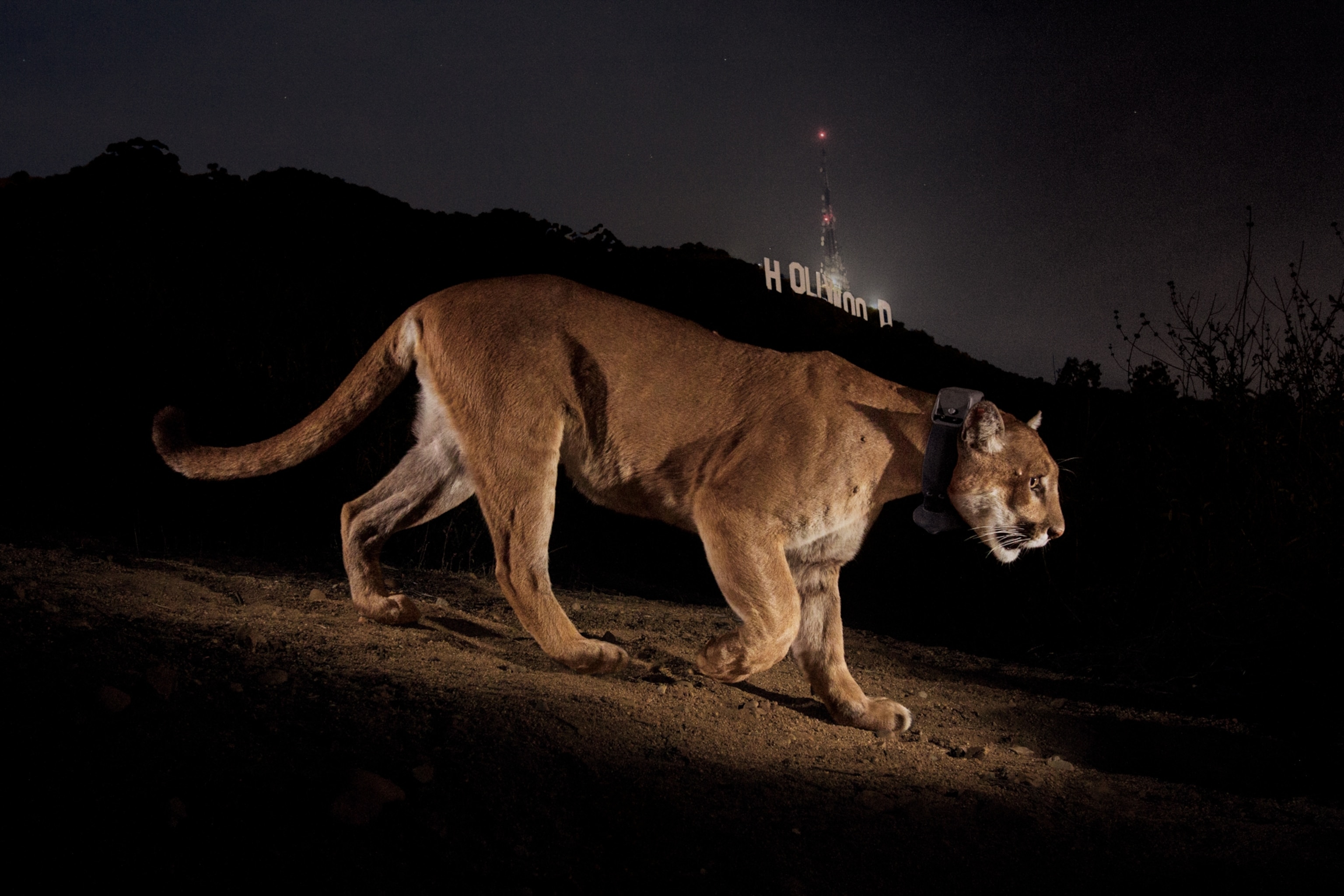 A remote camera captures a radio collared cougar in Griffith Park, Los Angeles, California.