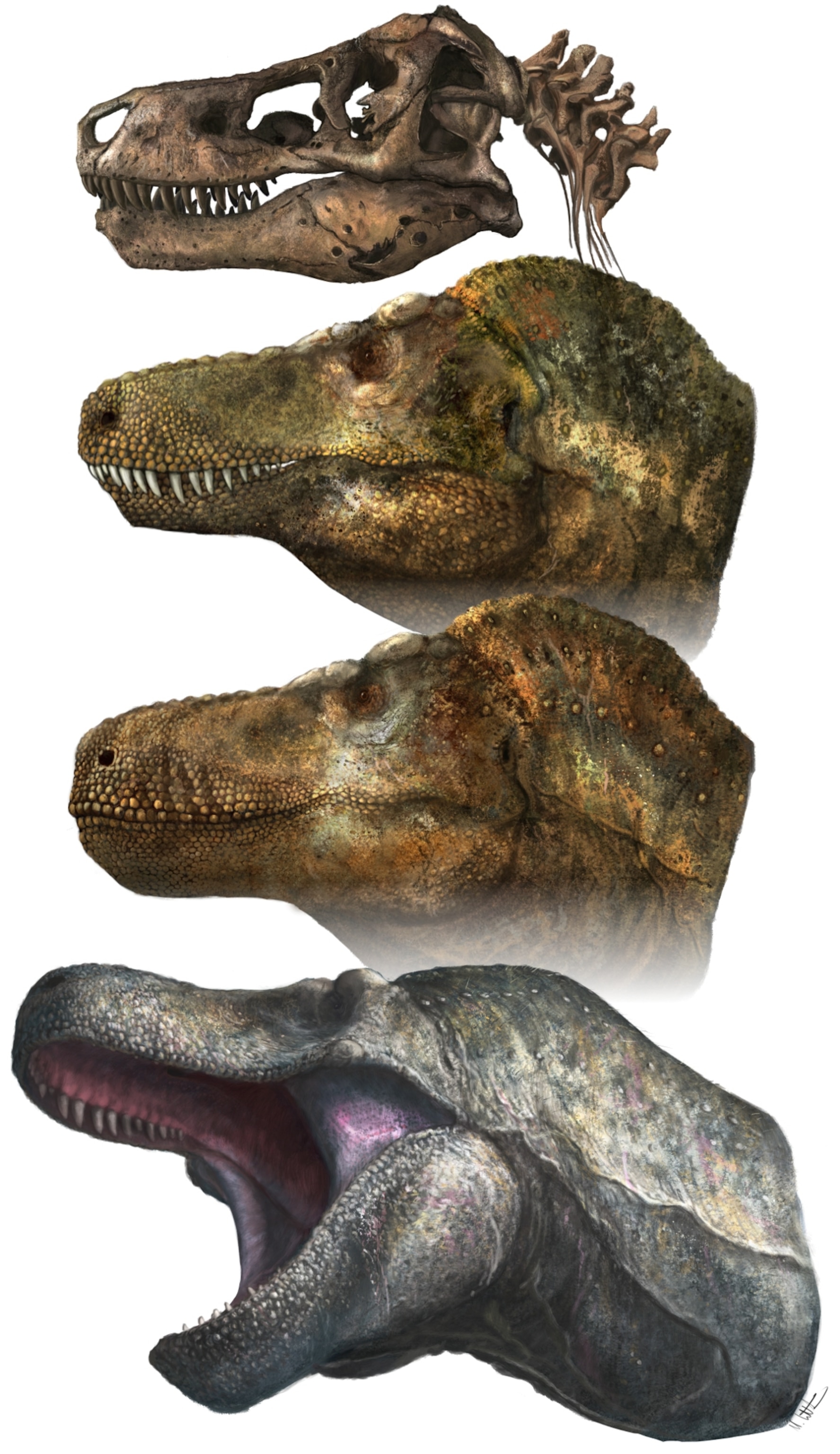 Illustrations showing a T. rex skull accompanied by a facial model with lips, and a facial model without lips.