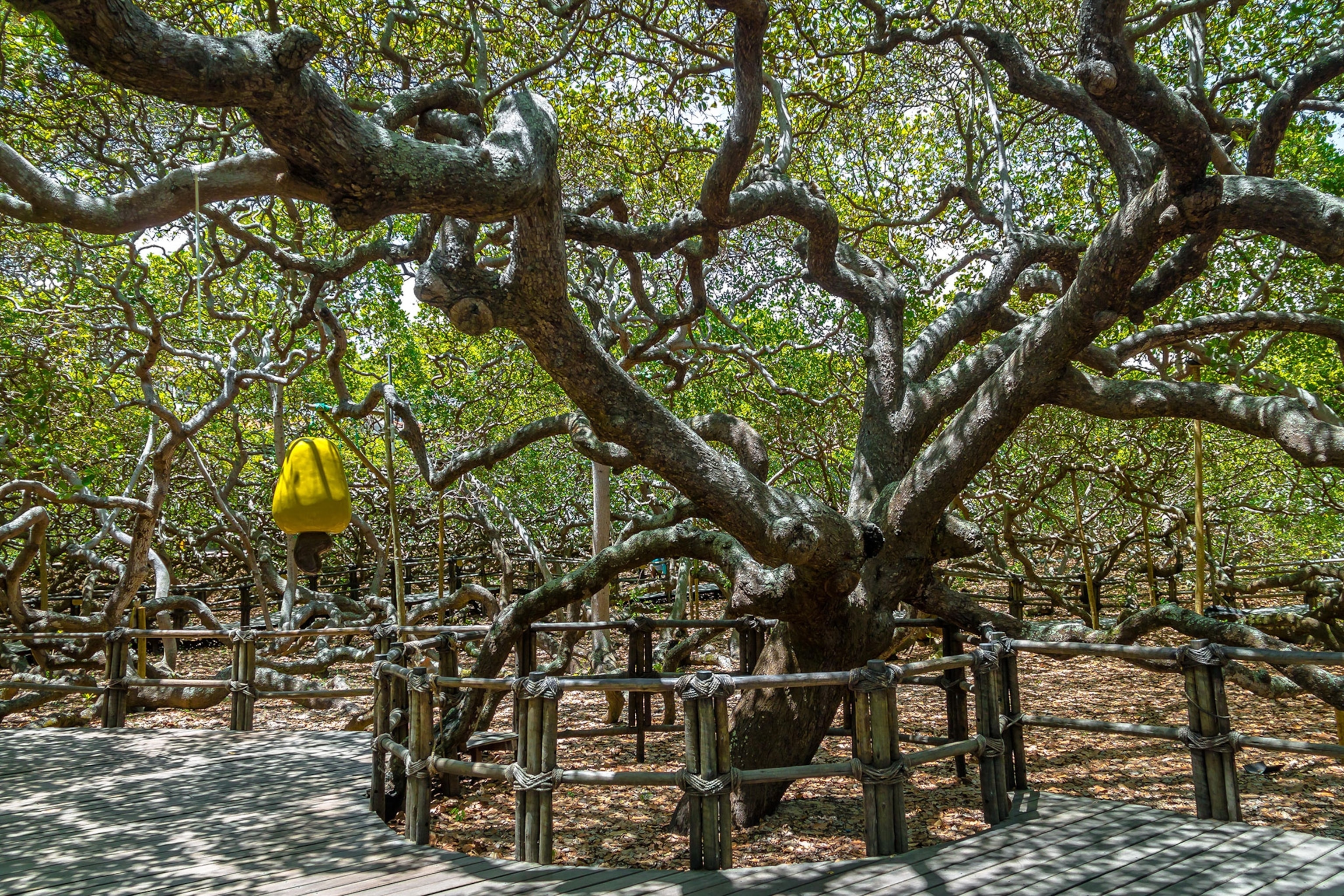 the world's largest cashew tree