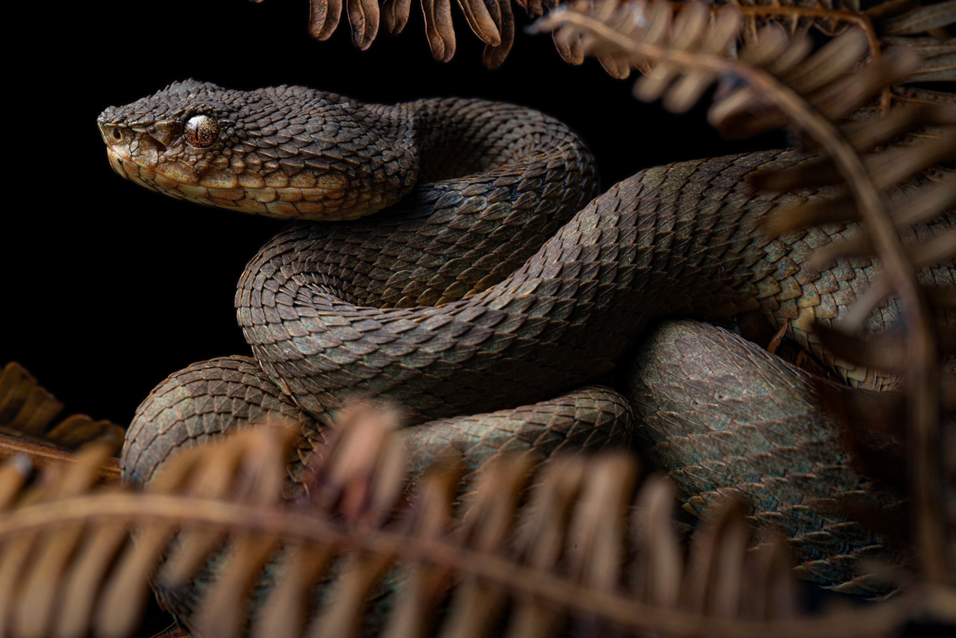 A dark, greyish-brown snake with a pointed head curled up around brown leaves.