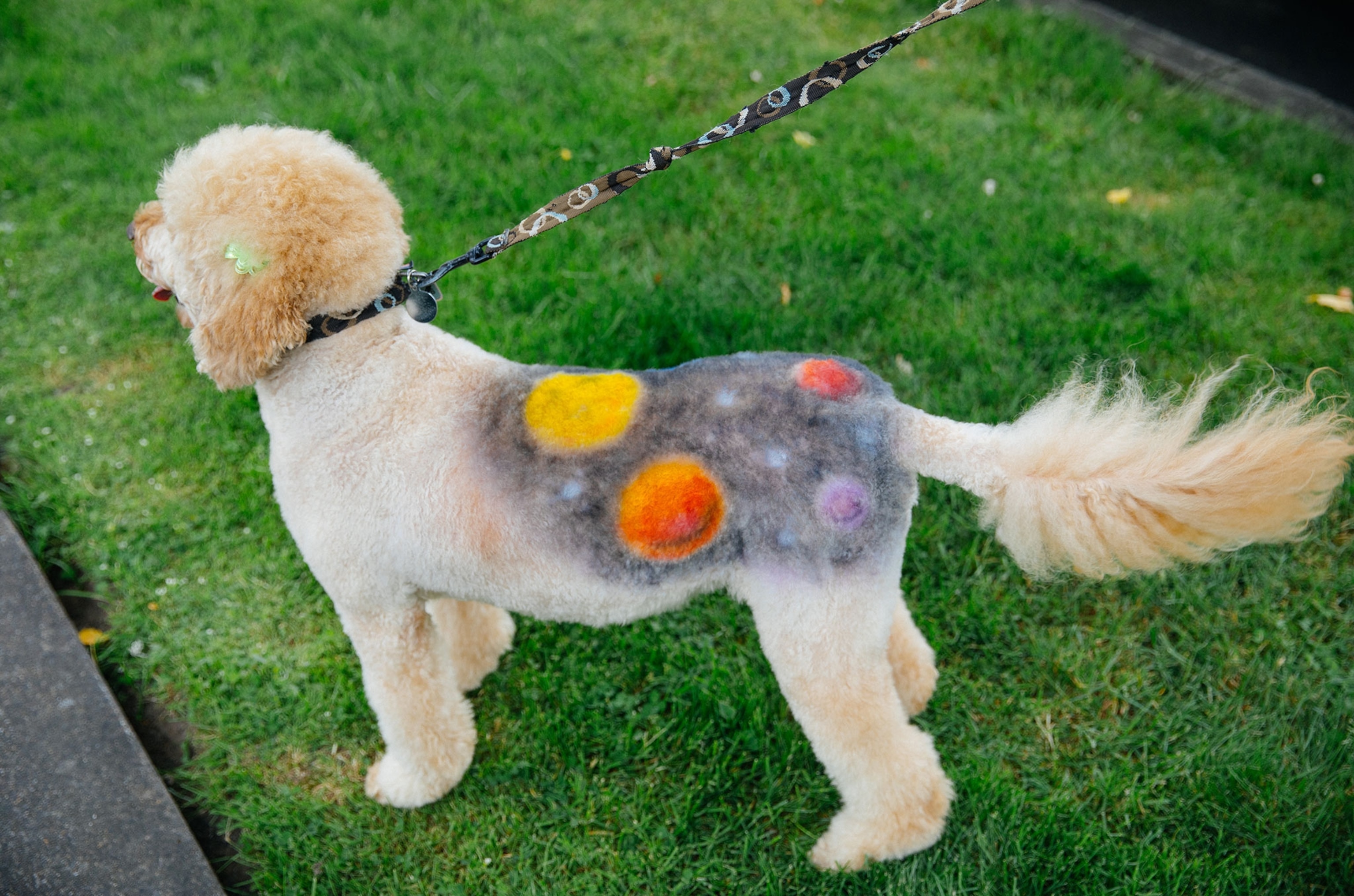 a dog in the pet costume contest at a UFO festival in Oregon