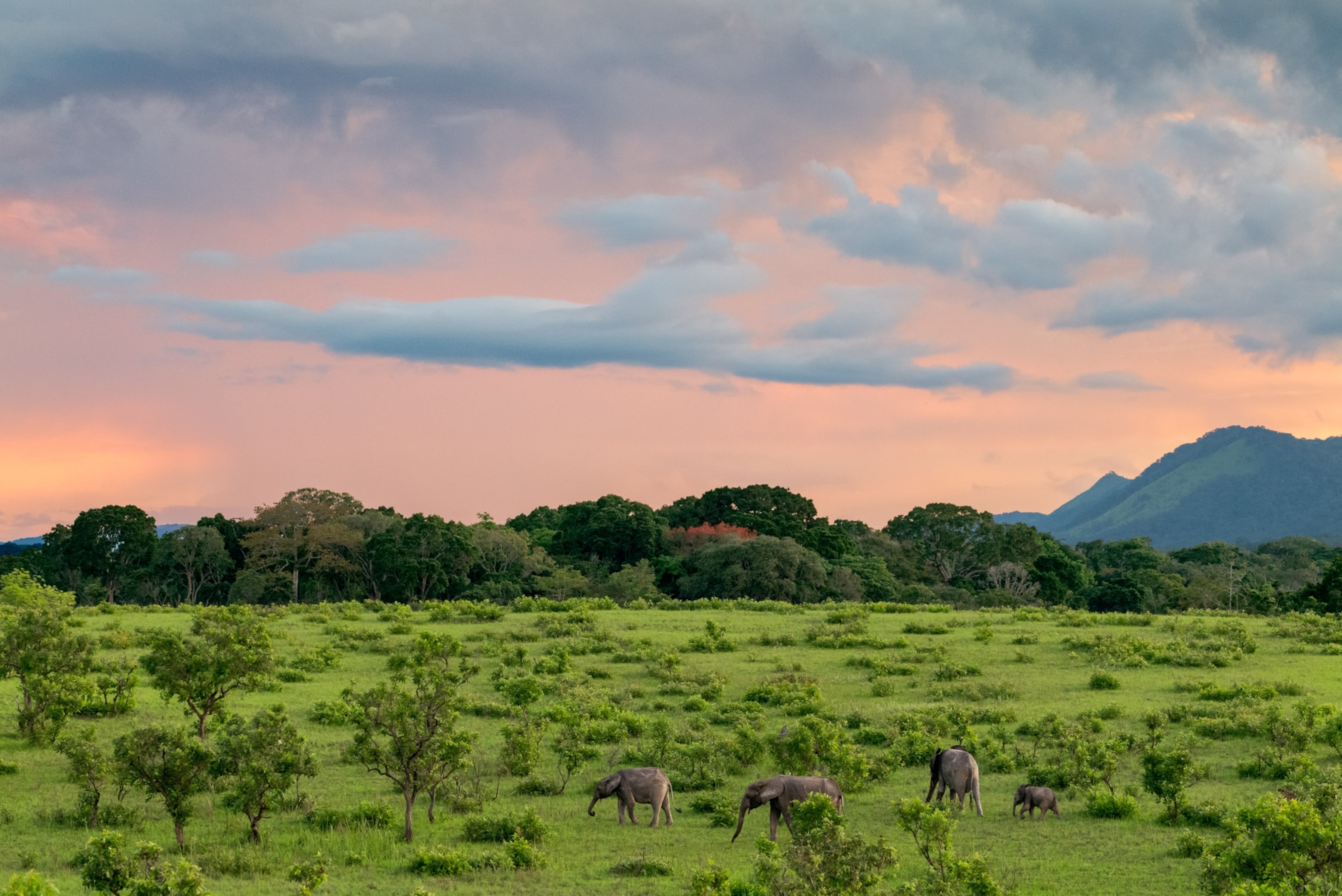 Elephants walk along a scenic sky and lush landscape.