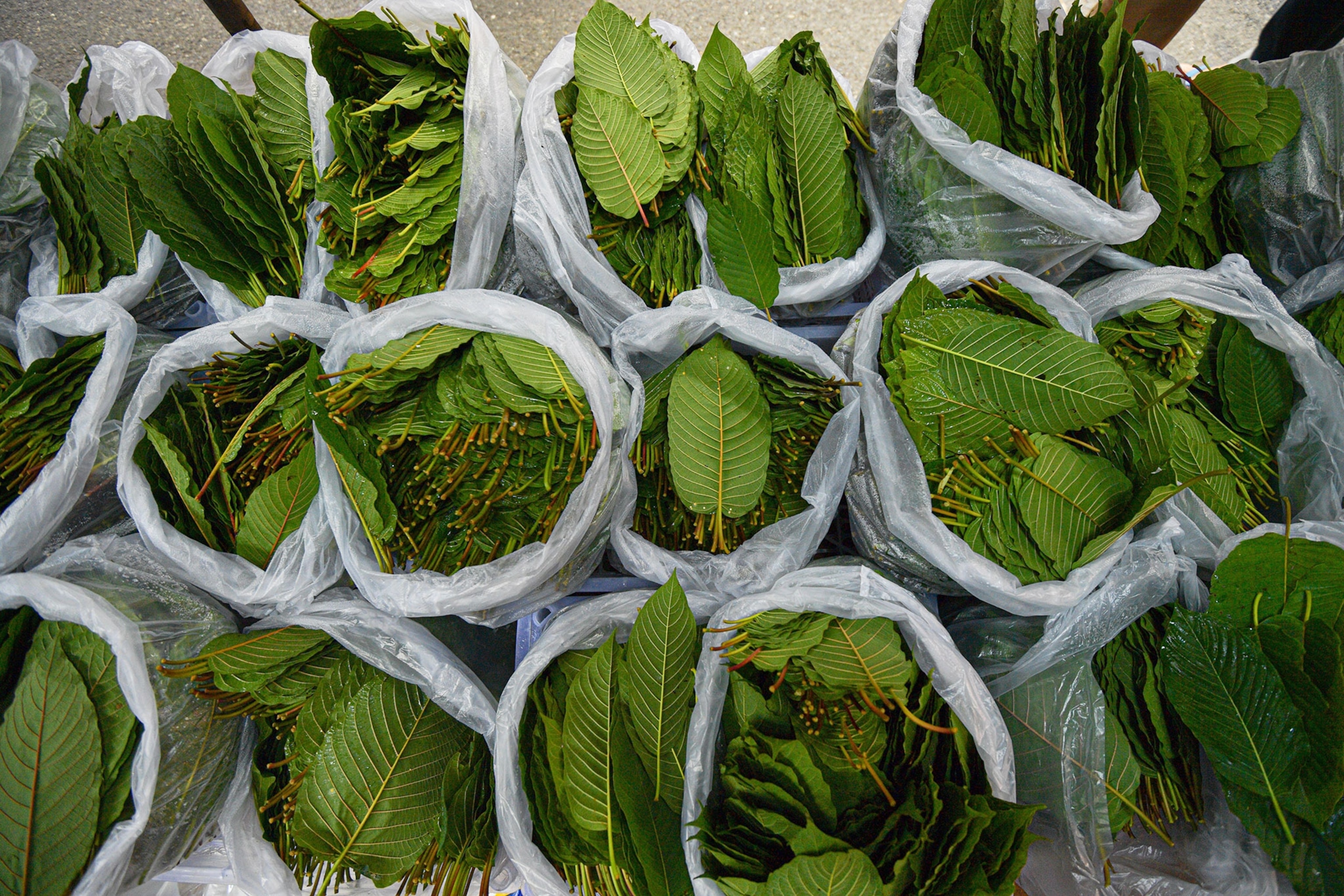 Green, Kratom leaves are arranged in the plastic bags for sell