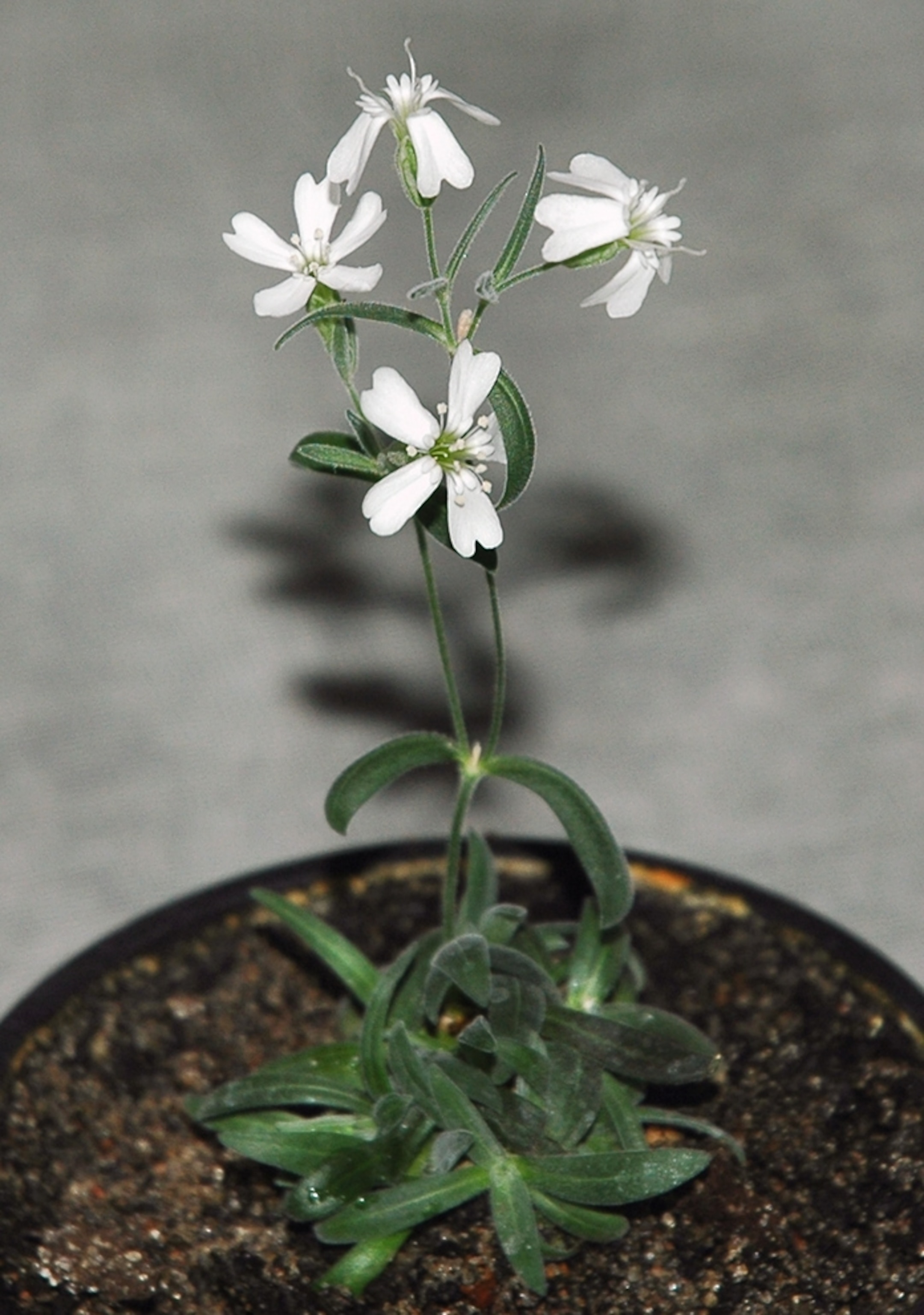 A plant grown from a 32,000-year-old seed.