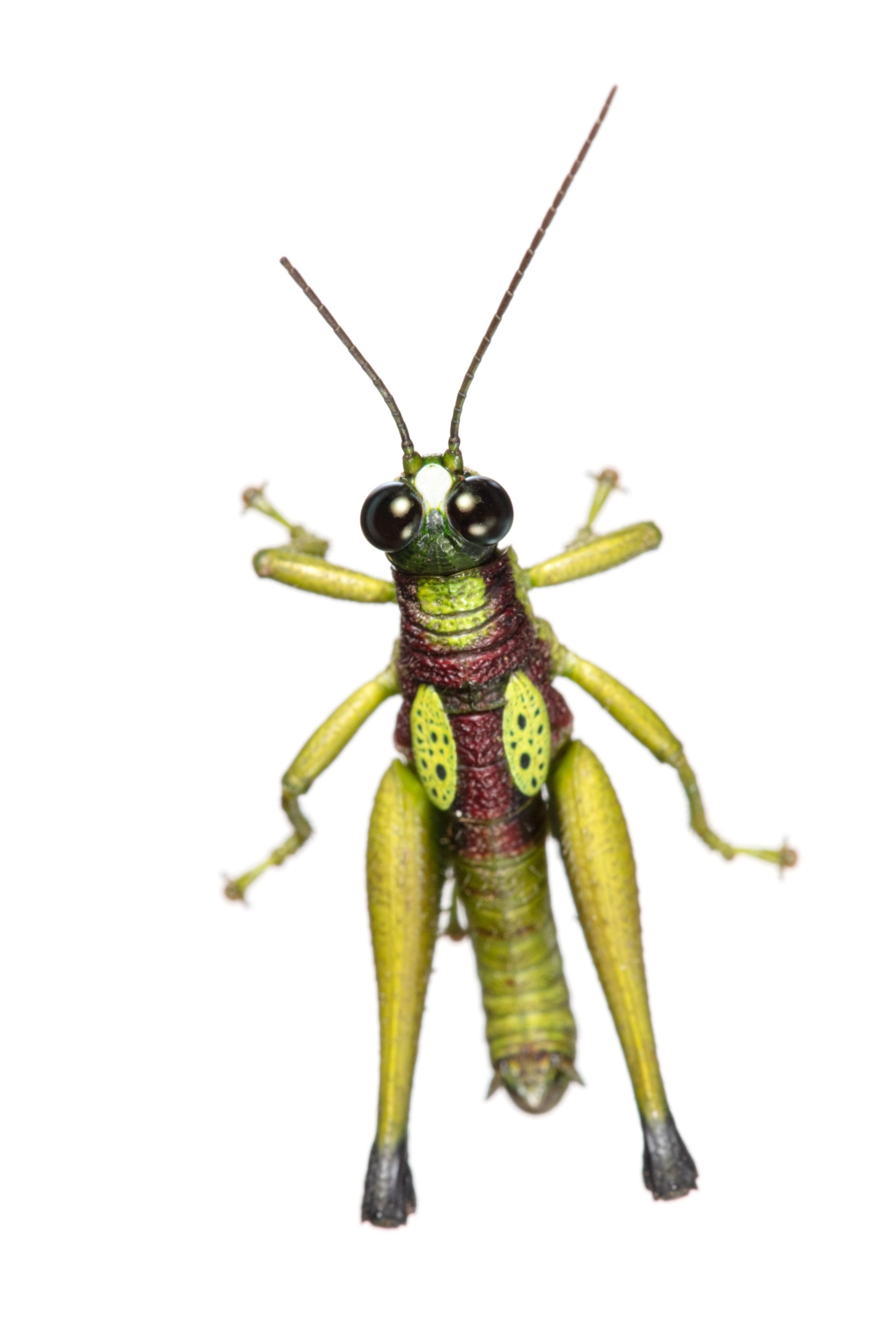 a yellow-green grasshopper with large black eyes and uneven antennas