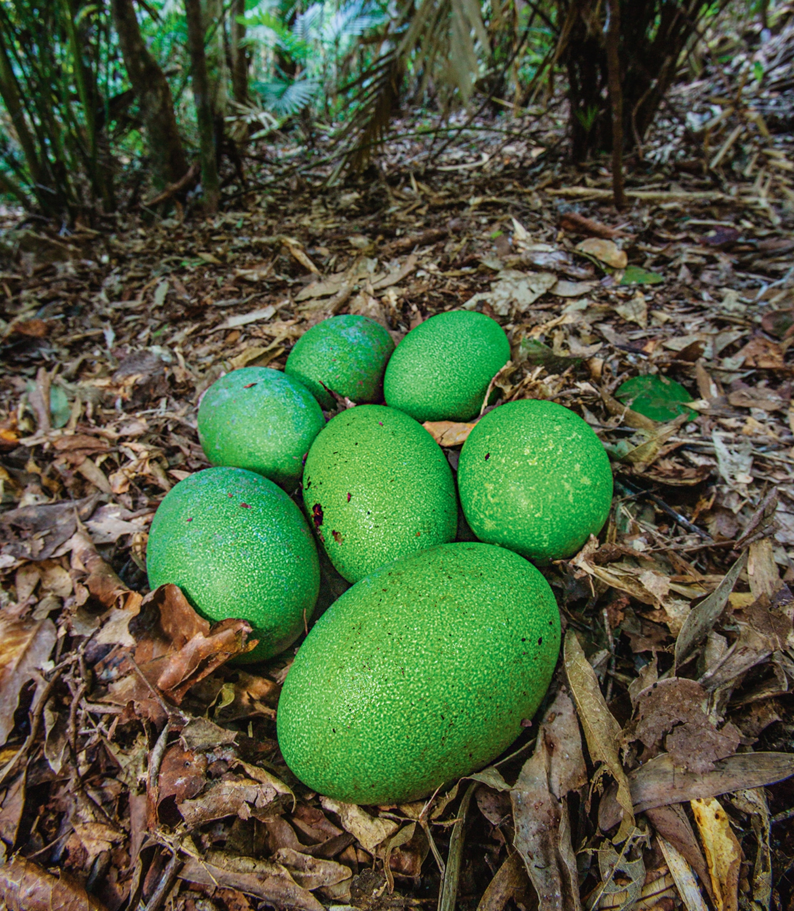 cassowary eggs