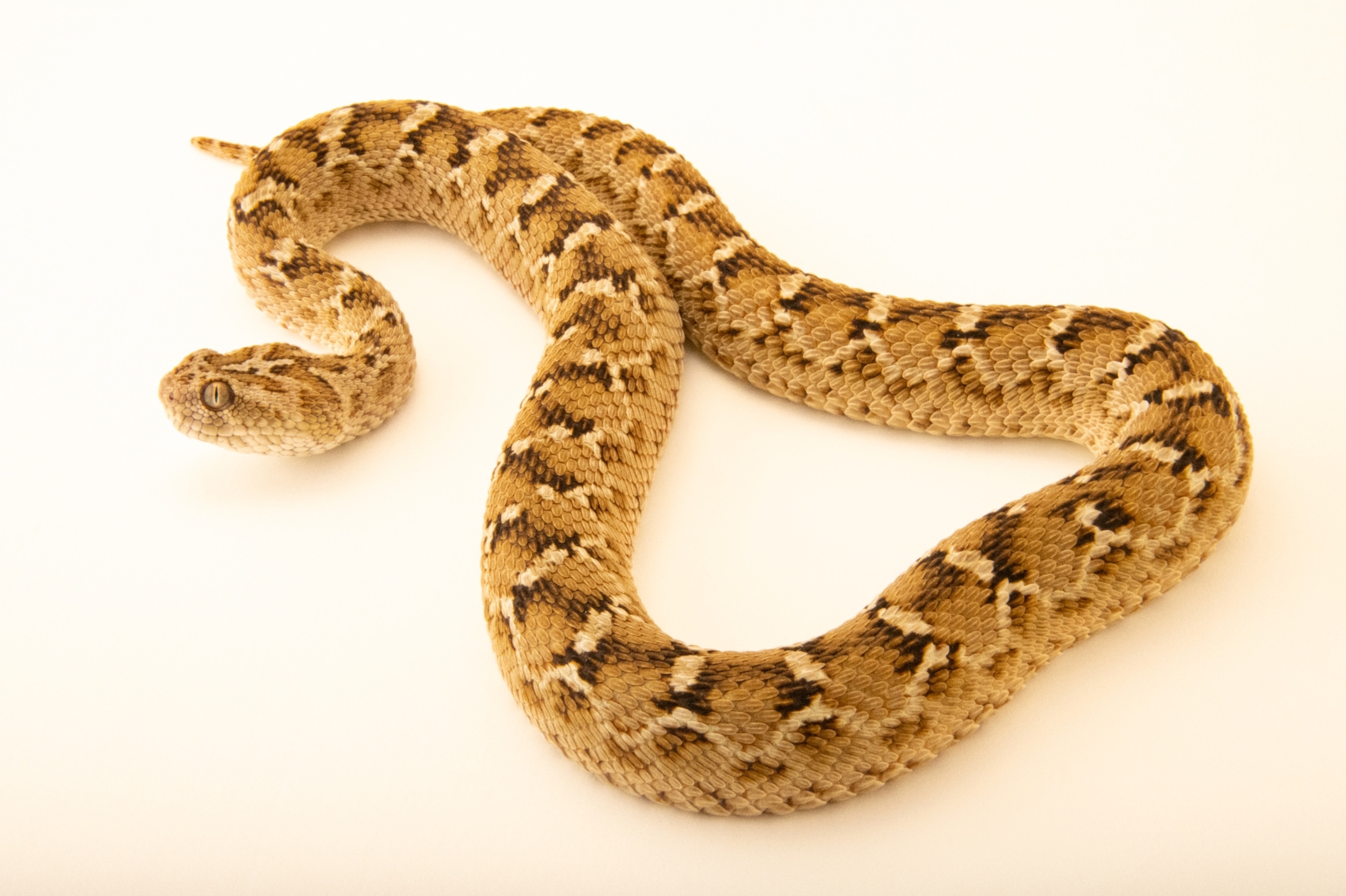 A saw-scaled viper snake