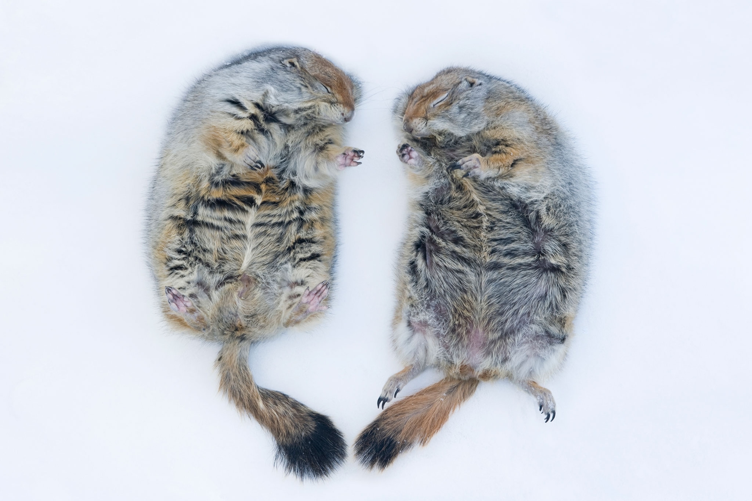 Arctic ground squirrels lying on snow