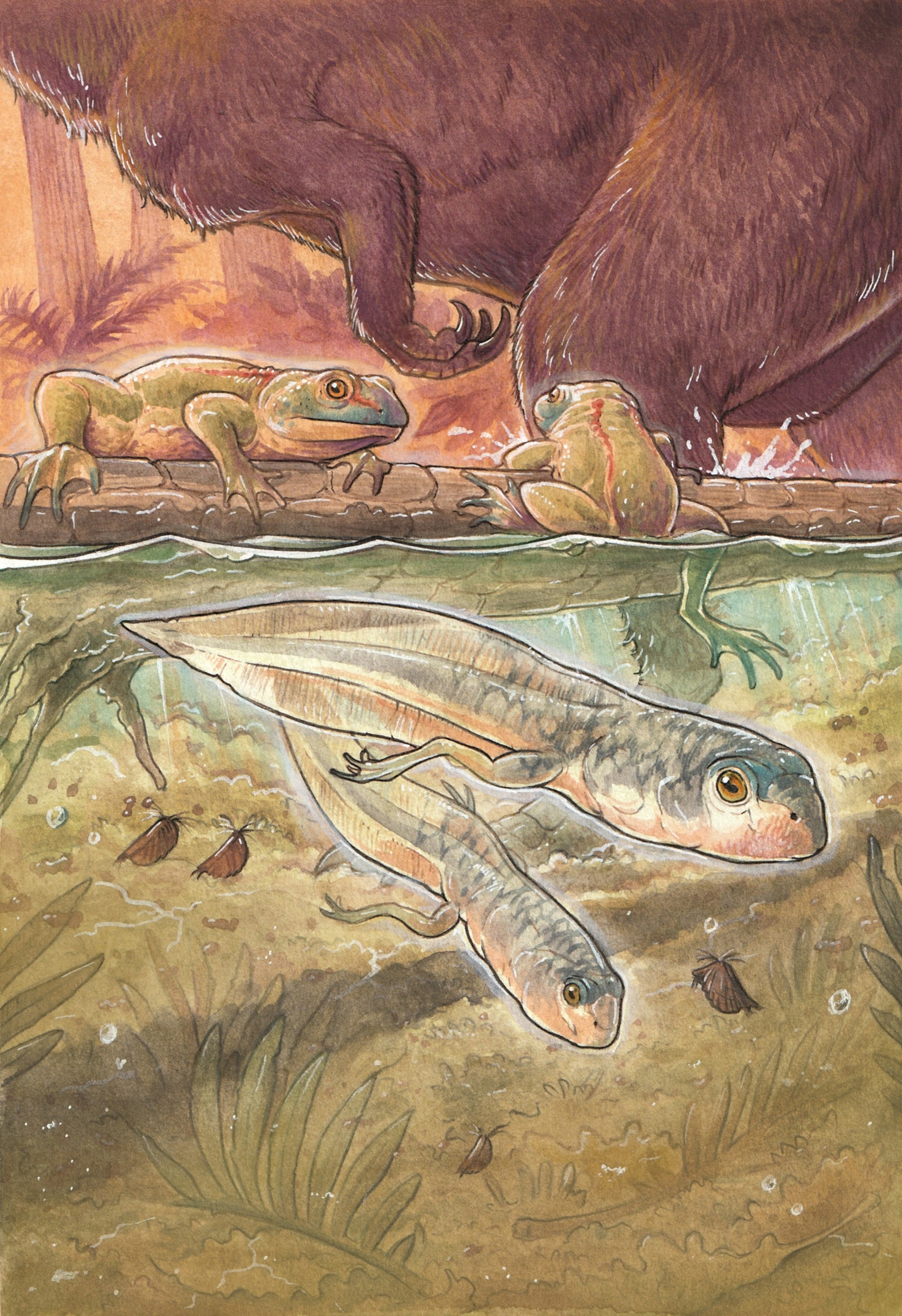 An illustration of large tadpoles just beneath the surface of a pond, with adult frogs seen on the bank of the pond.