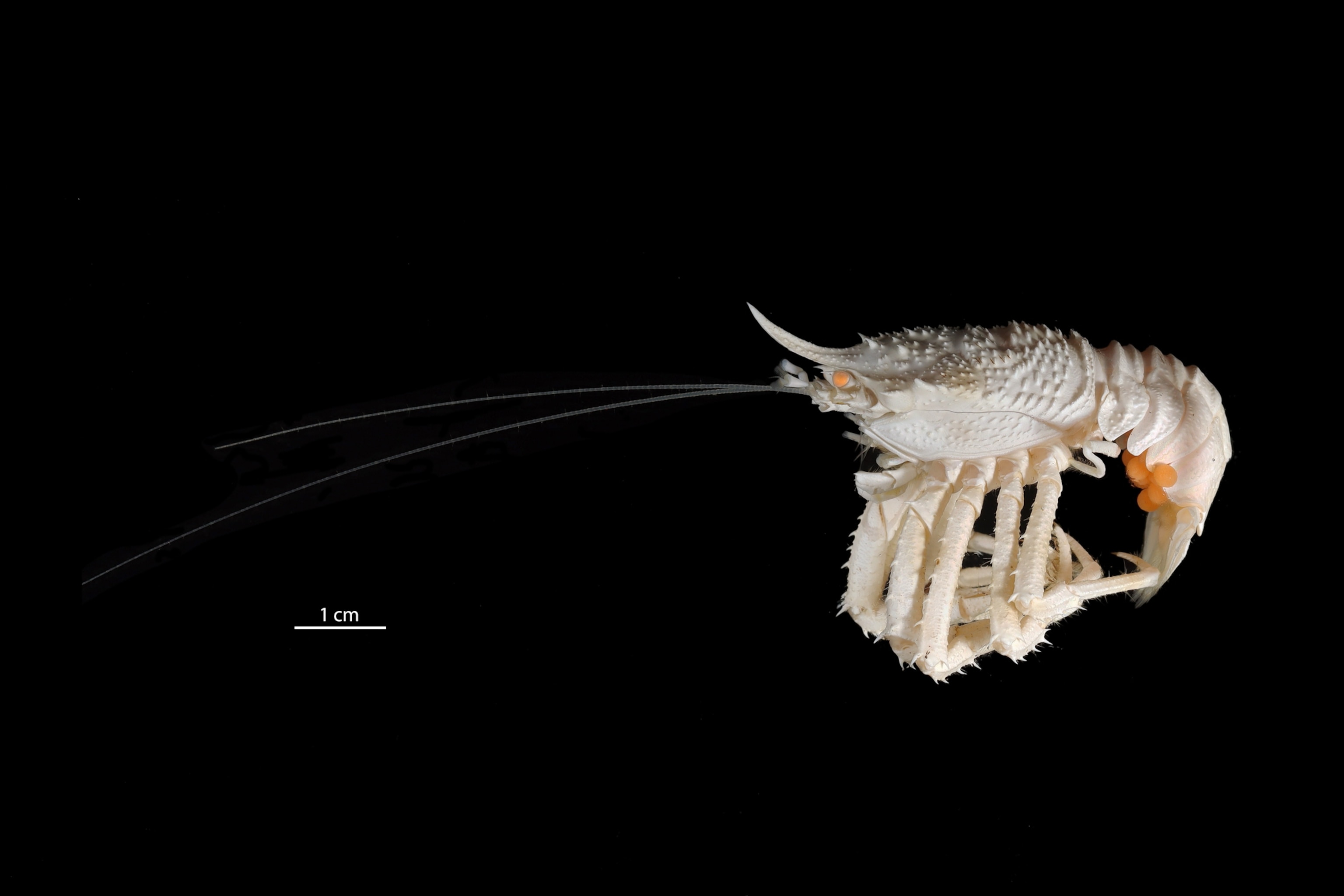 An abyssal squat lobster, which appears as a completely white lobster with yellow eyes.