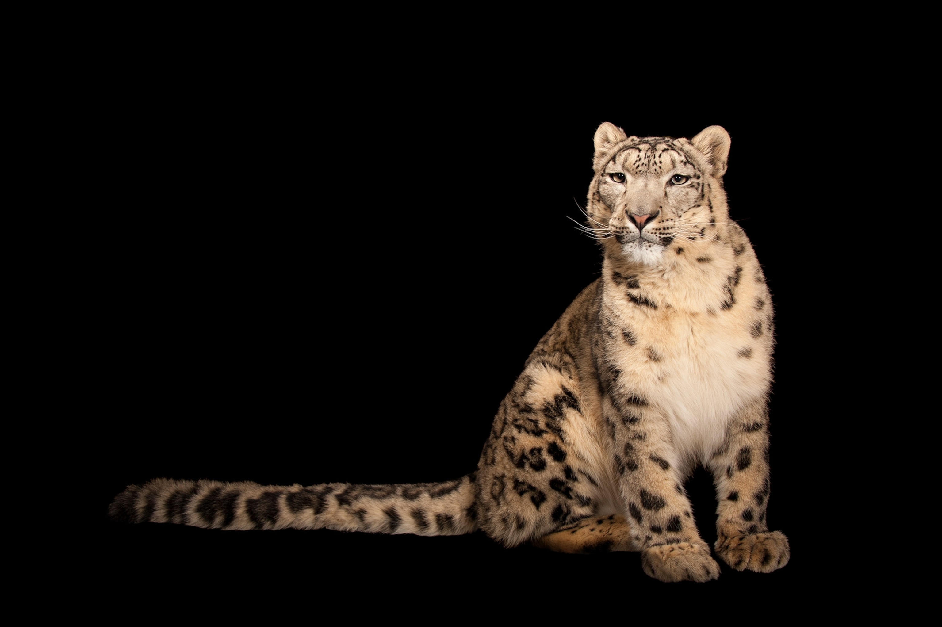 a snow leopard