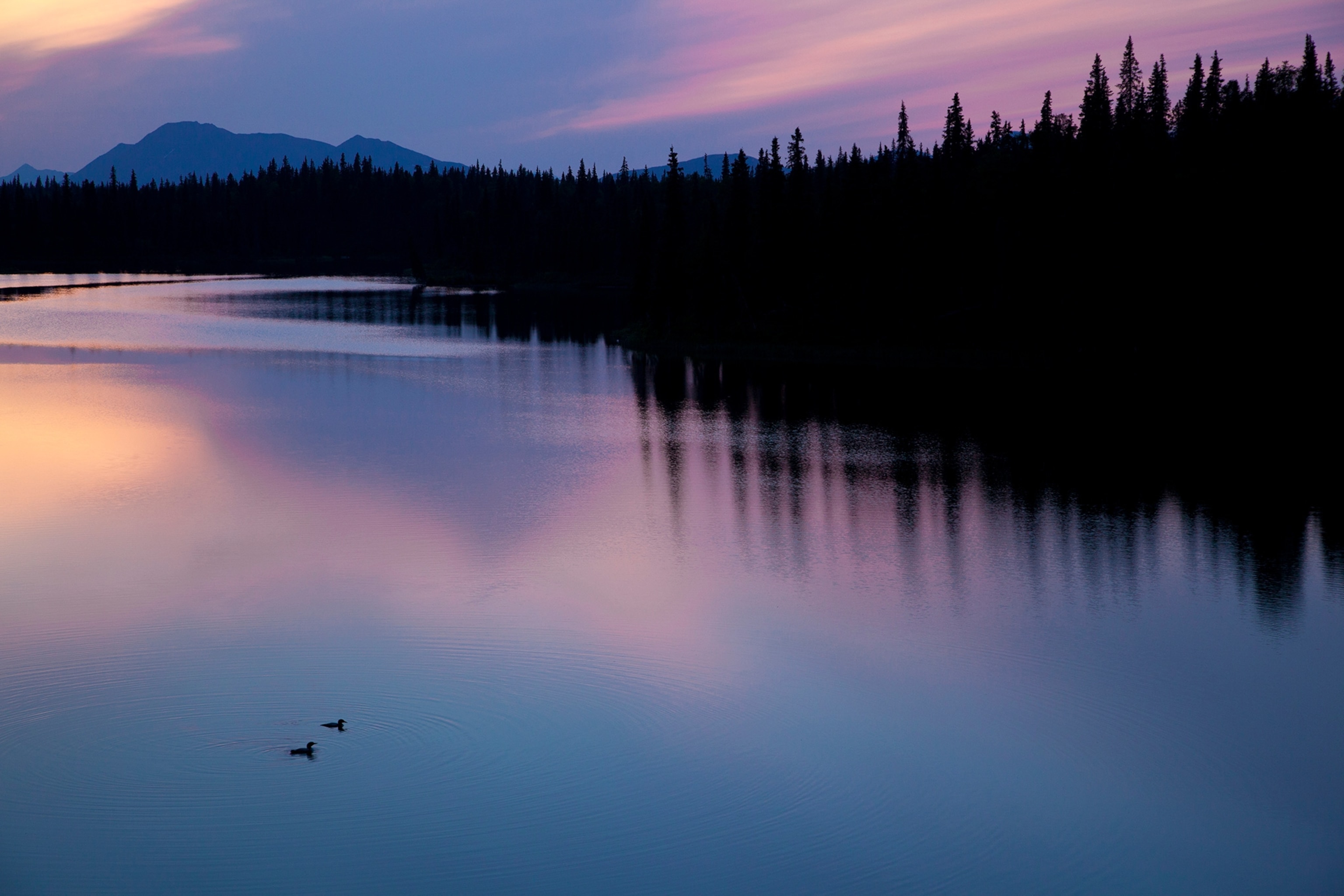 A pair of loons glide on a lake near Aleknagik in the evening at the Wood Tikchik State Park, Alaska.